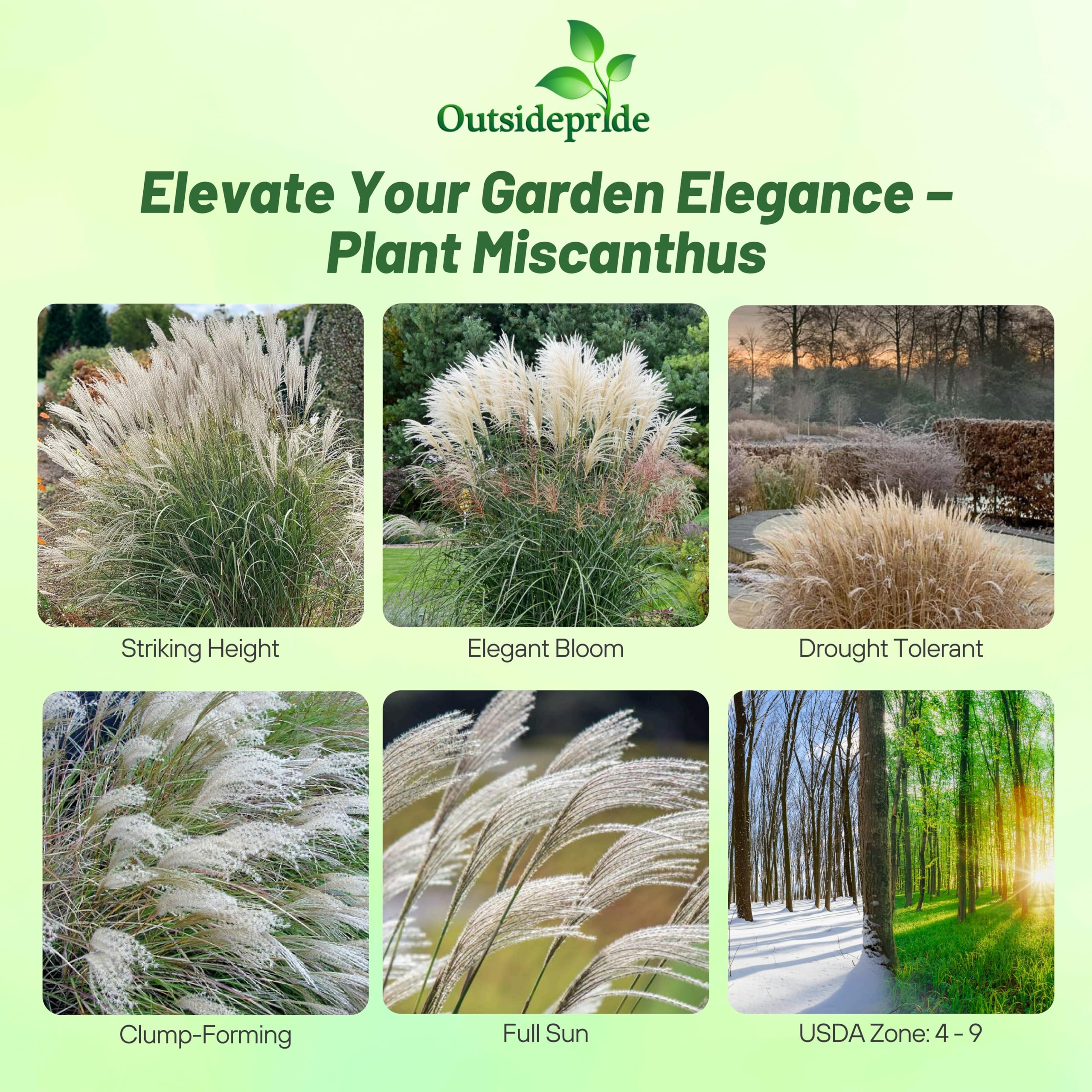 Outsidepride 500 Seeds - Perennial Miscanthus Sinensis Early Hybrids Chinese Silver Ornamental Grass Seeds for Planting - Perfect for Landscaping, Garden Borders & Container Gardening