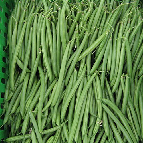 Organic Endeavour Bean Seeds for Planting - Non-GMO, Pack of 250 - Grow Fresh Spring Garden Vegetables at Home | Perfect for Home Gardening, Urban Farming & Sustainable Living