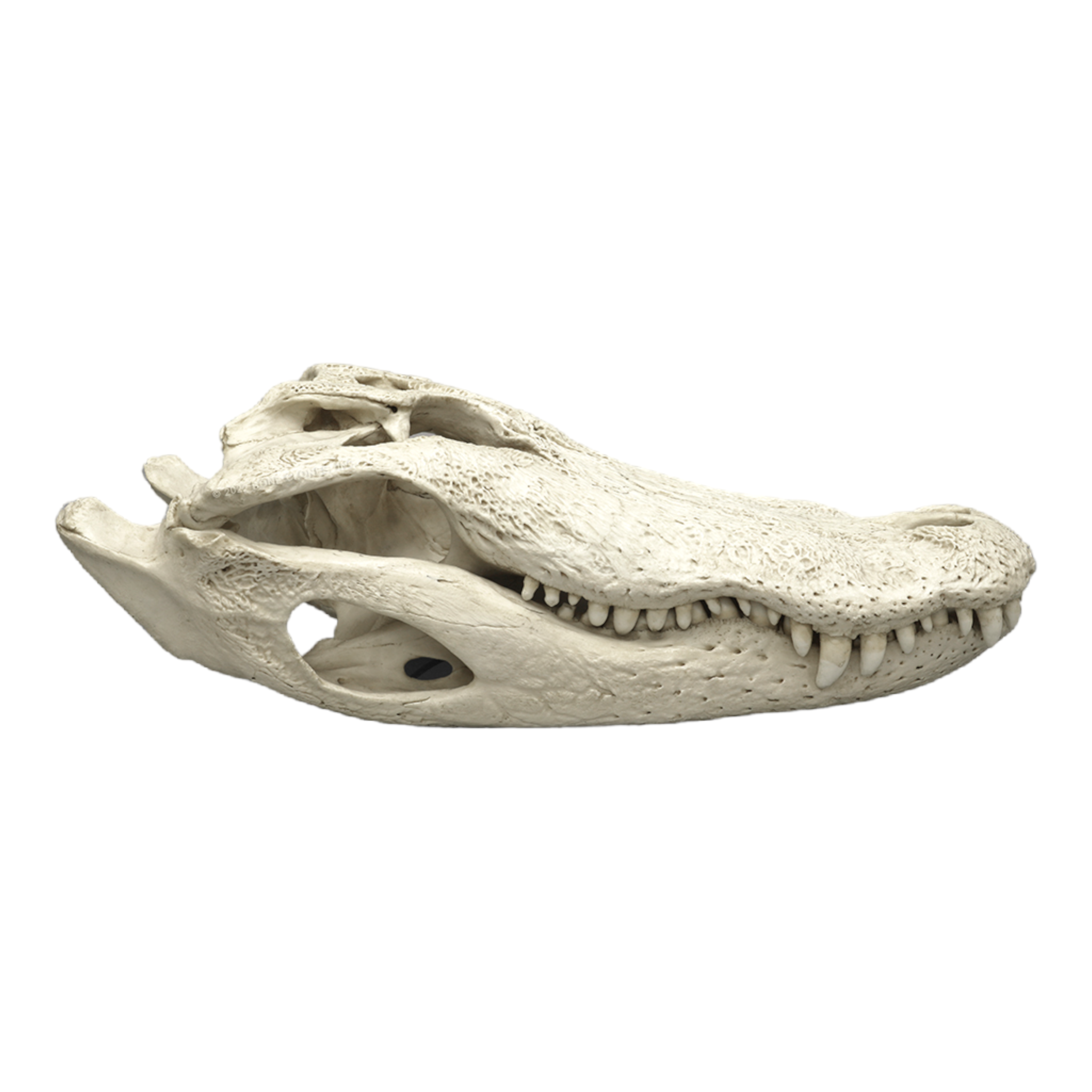 Authentic-Looking Replica American Alligator Skull - 29.5 Inches - Perfect for Home Decor, Halloween Props, and Educational Displays