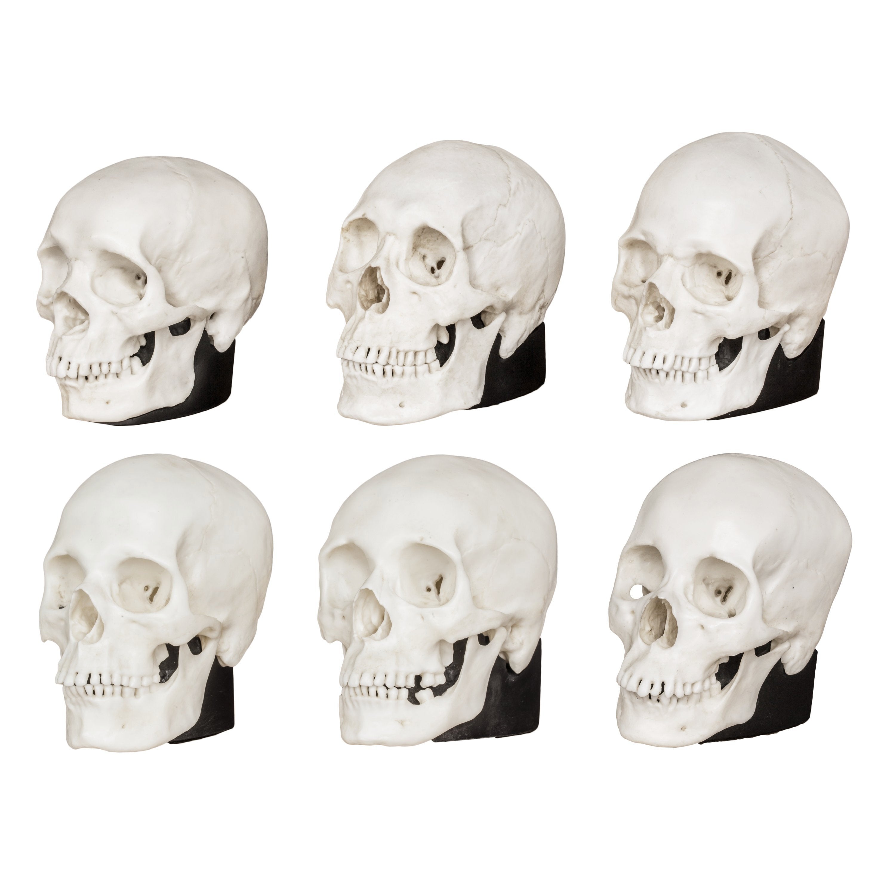 Authentic Half Scale Human Male & Female Skull Set - African, Asian & European Ethnicities - Perfect for Anatomy Studies, Medical Education & Halloween Decorations