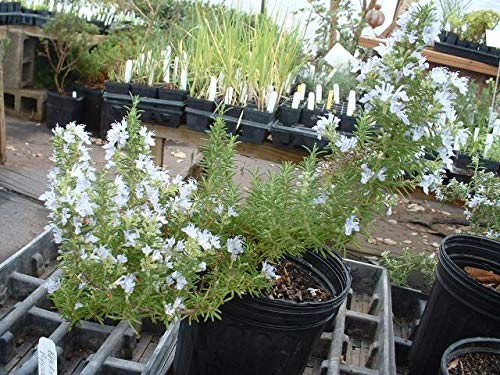 Blue Boy Rosemary Starter Plants (5 Pack) - Rosmarinus officinalis 'Blue Boy' - Fresh Culinary Herb for Cooking, Gardening & Aromatic Decor