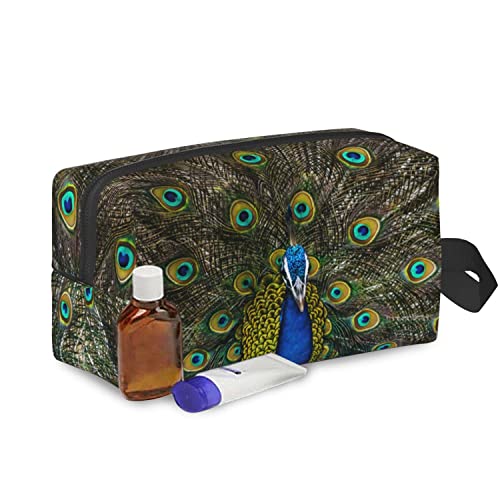 Peacock Opens Its Tail