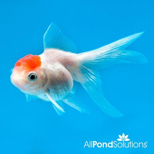Premium Red Cap Oranda Goldfish (Carassius auratus) - Stunning Aquarium Centerpiece for Home & Office Decor