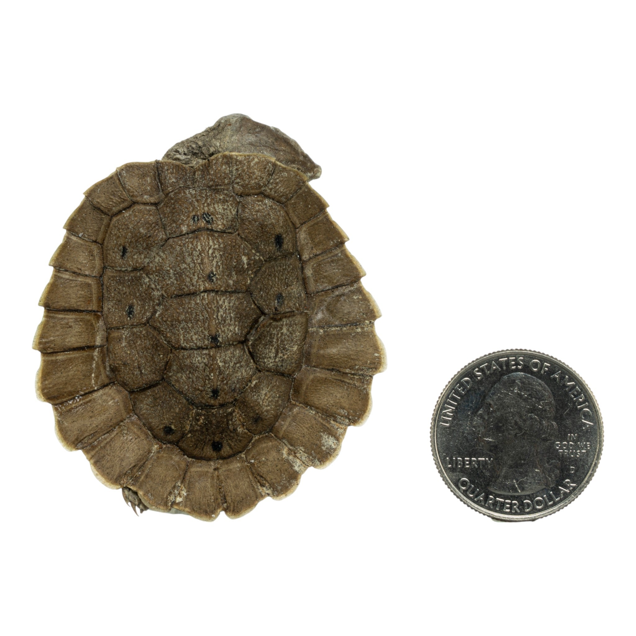 Real Preserved Australian Snapping Turtle Specimen - Authentic Taxidermy for Science Education & Home Decor - Perfect for Biology Classrooms, Nature Collections & Gothic Decor