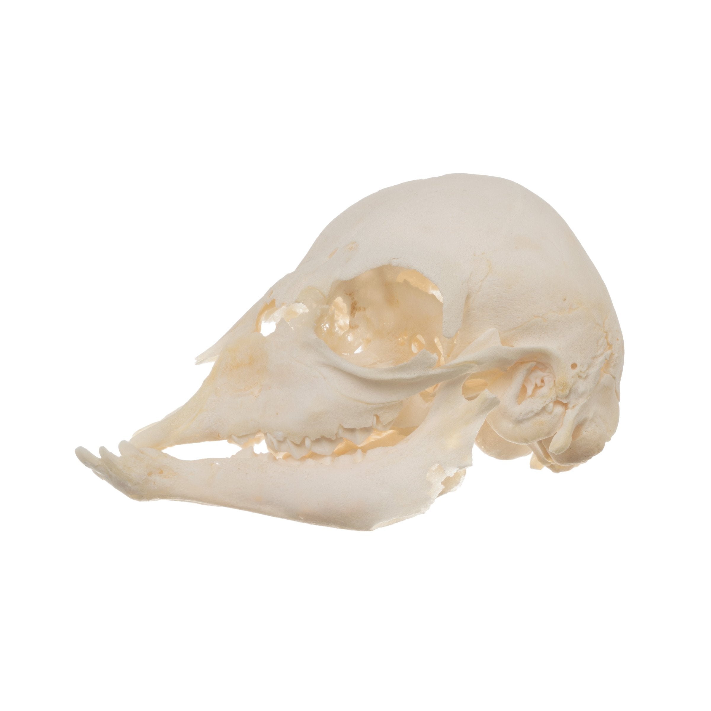 Real Domestic Goat Skull - Authentic Fetal Goat Skull Specimen for Taxidermy, Oddities Collection & Gothic Decor | Perfect for Halloween, Witchcraft Altars & Dark Academia Aesthetics
