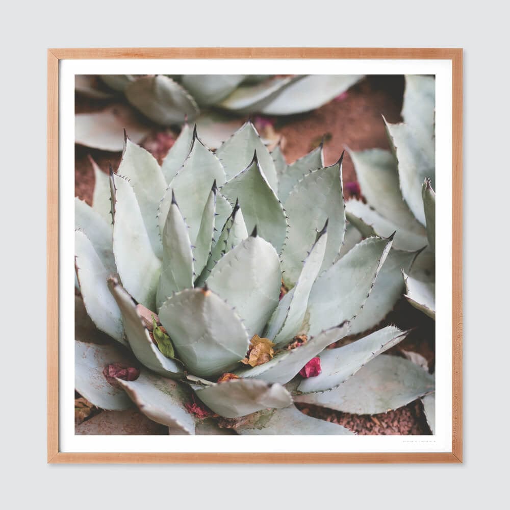 Premium Fine Art Prints for Home & Office Decor - Jardin Collection | Wall Art for Living Room, Bedroom & Gallery Displays