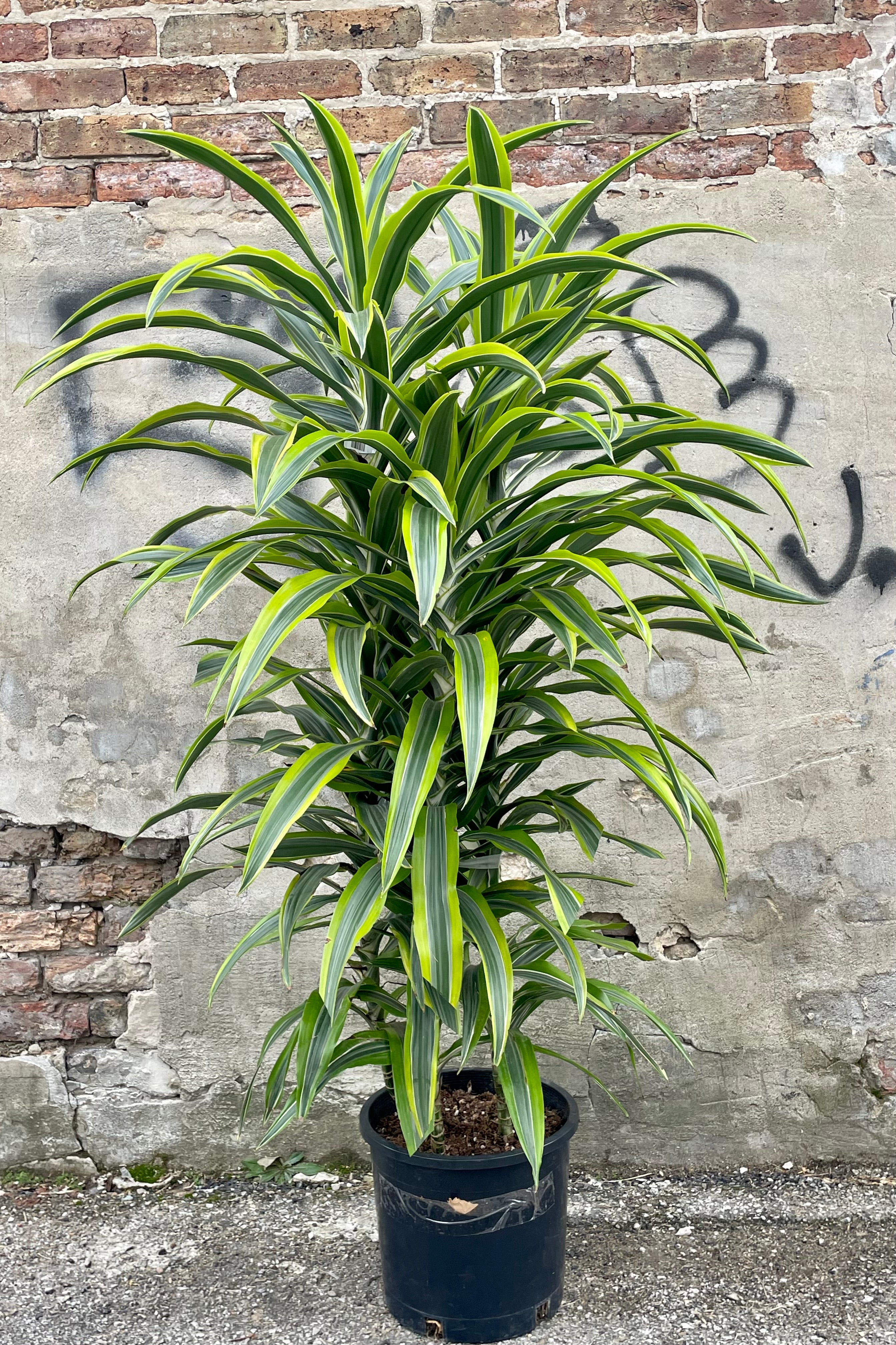 Dracaena deremensis 'Lemon Lime' - 12 Inch Tall Indoor House Plant for Home & Office Decor - Perfect for Living Room, Bedroom, or Workspace Air Purification