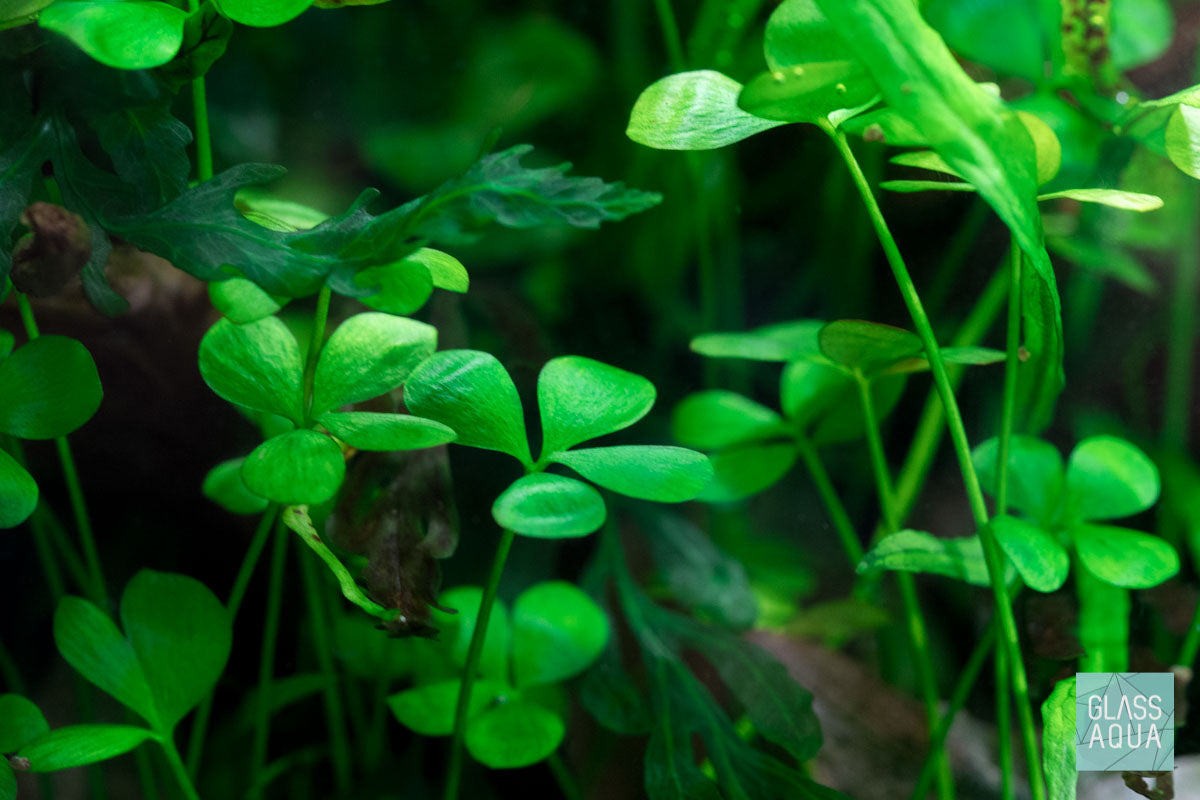 Marsilea Hirsuta Aquatic Plant for Aquarium - Carpeting Foreground Plant for Fish Tank, Nano Tank & Aquascaping | Perfect for Freshwater Aquariums & Shrimp Tanks