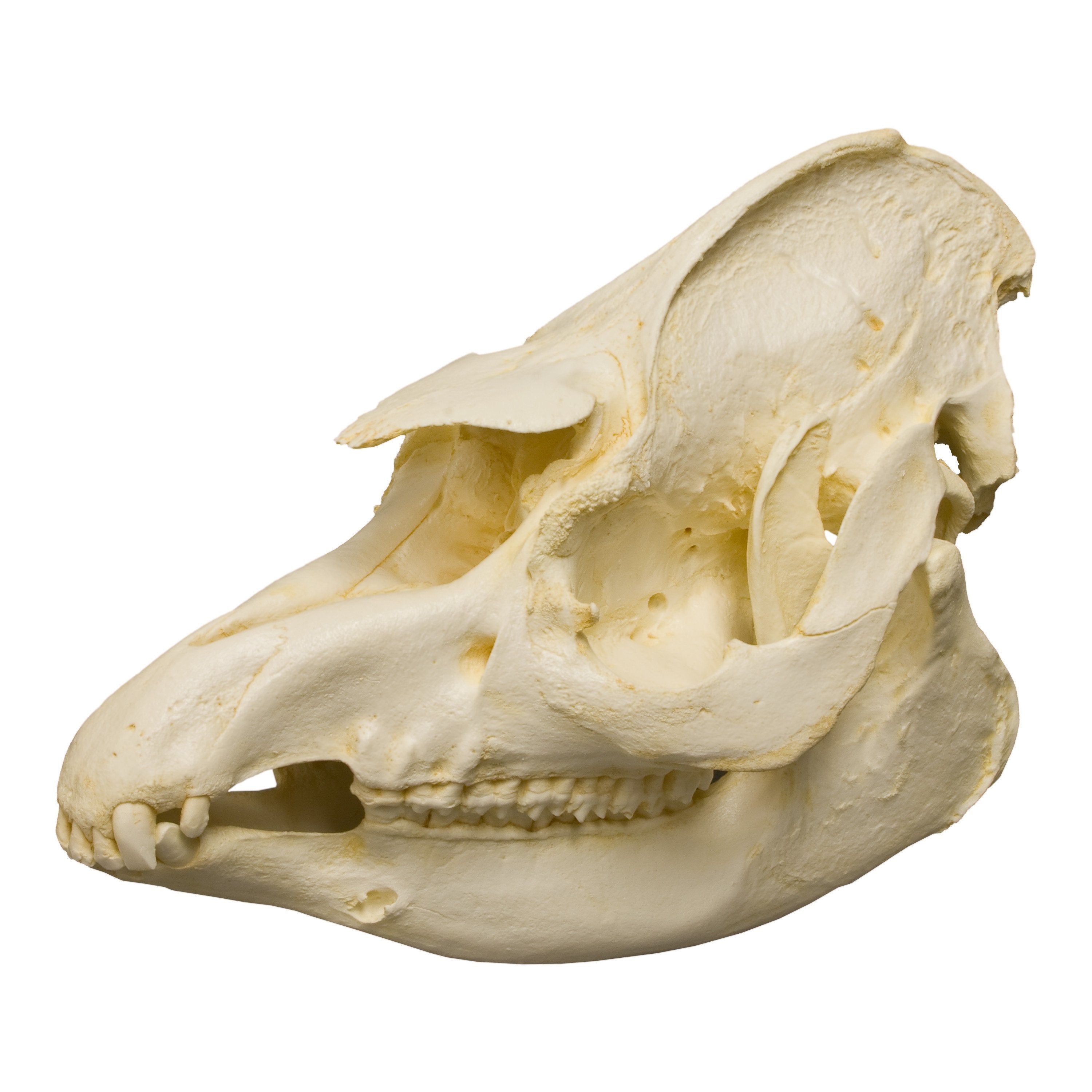 Authentic Brazilian Tapir Skull Replica - High-Quality Animal Skull Model for Home Decor, Educational Display, and Halloween Props