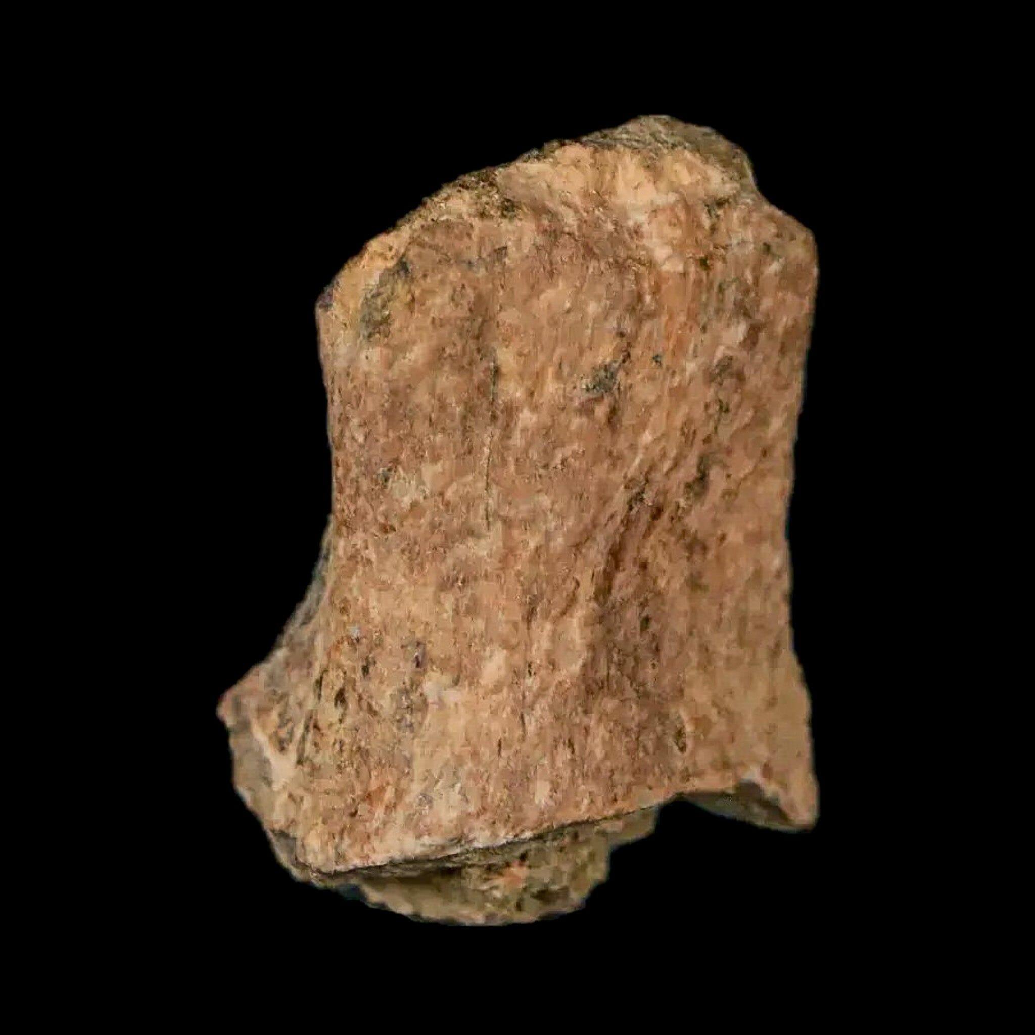 Authentic Thescelosaurus Dinosaur Fossil Bone - Cretaceous Period, Lance Creek Formation, Wyoming (COA Included) - Perfect for Paleontology Collectors & Museum Displays