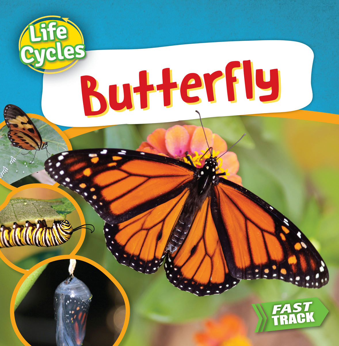 Butterfly Life Cycle Kit - Educational Science Toy for Kids - Perfect for Classroom, Homeschooling & Nature Exploration Activities