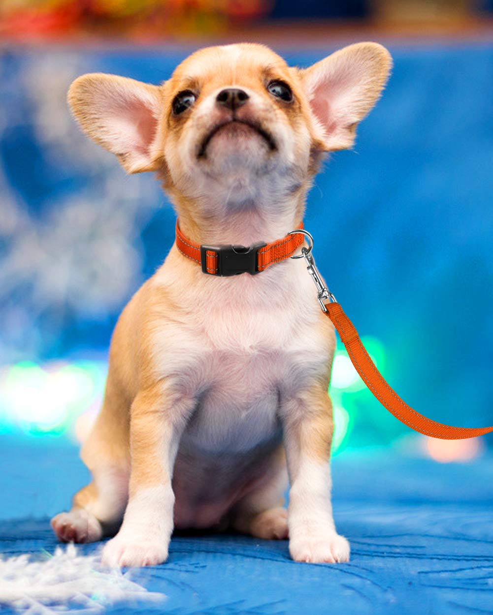 Reflective Nylon Dog Collar for Small Dogs - Adjustable Puppy Collar with Quick Release Buckle, 3/8