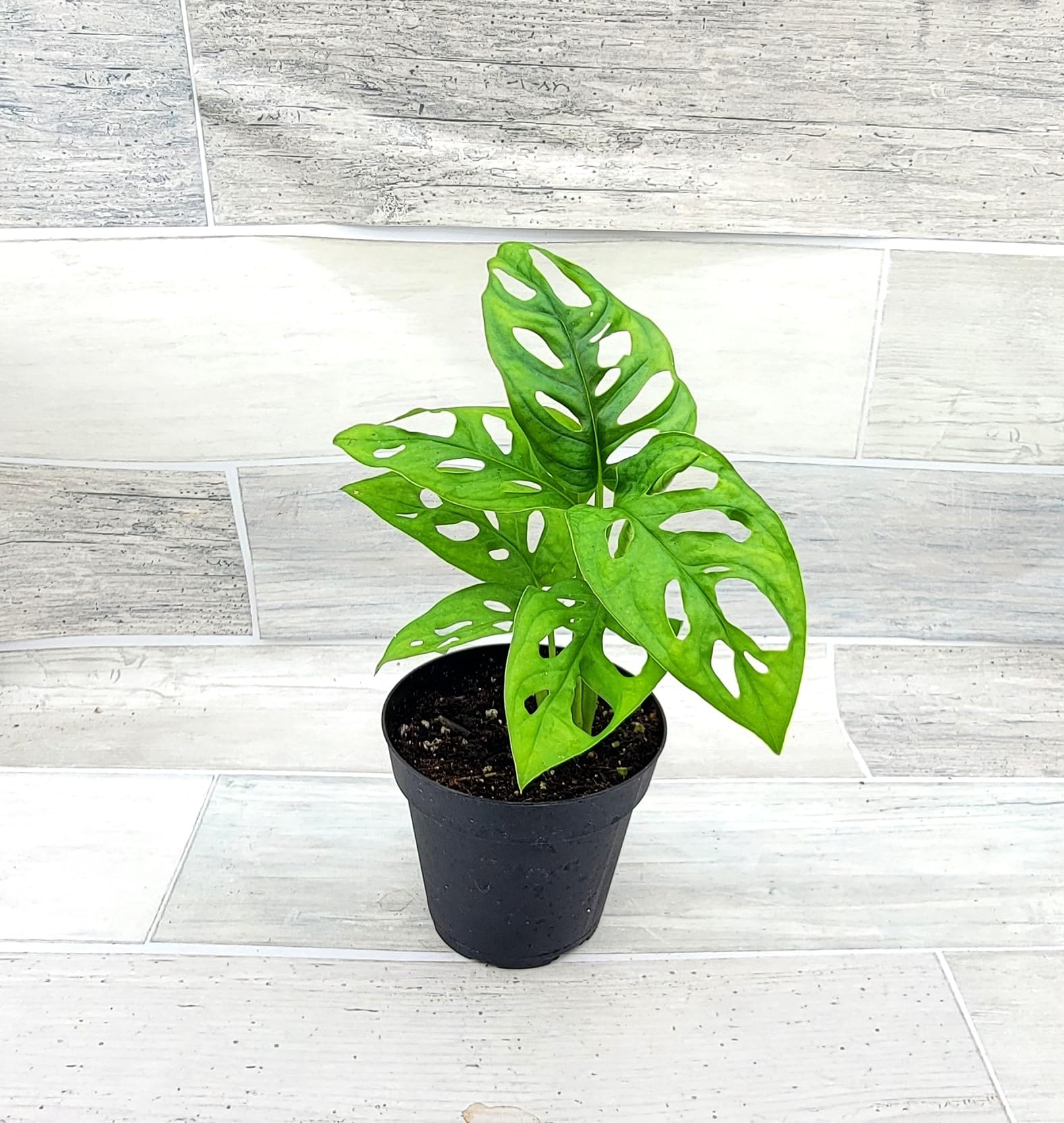Monstera Adansonii Swiss Cheese Plant - Live Houseplant in 4