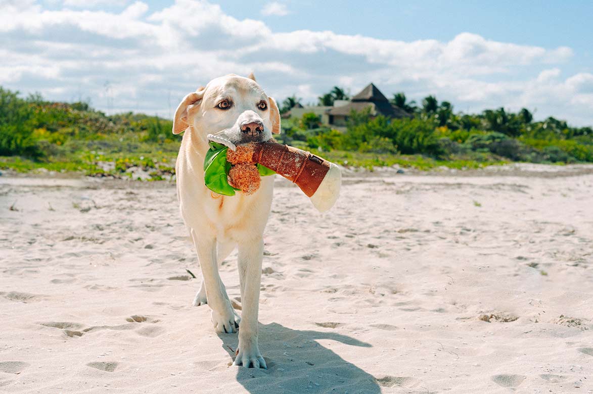 Tropical Paradise Squeaky Plush Dog Toys - Soft Puppy Chew Toys with Palm Tree Design for Small & Large Dogs | Perfect for Indoor Play, Outdoor Fetch & Teething Puppies