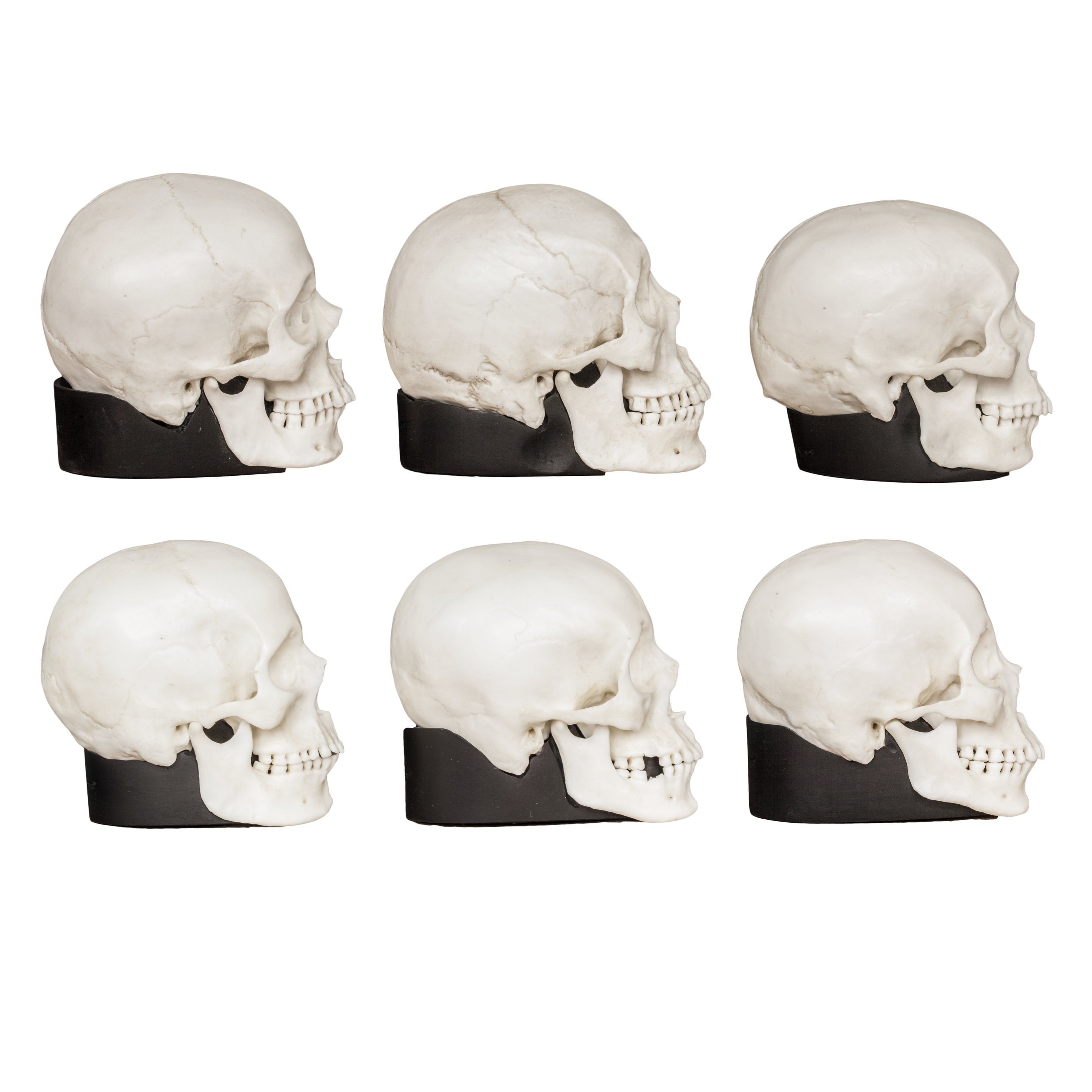 Authentic Half Scale Human Male & Female Skull Set - African, Asian & European Ethnicities - Perfect for Anatomy Studies, Medical Education & Halloween Decorations