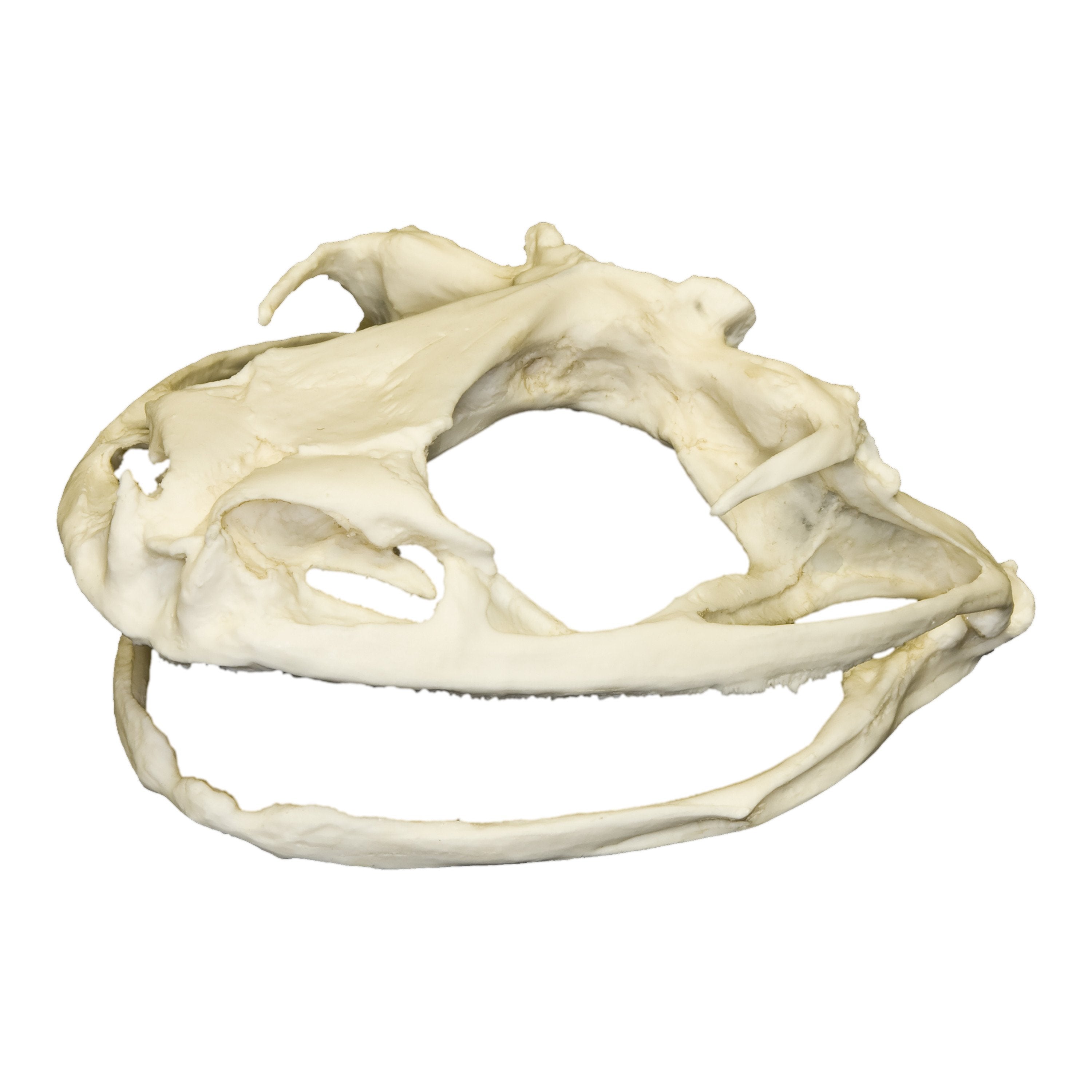Authentic Replica Goliath Frog Skull - Lifelike Collectible Specimen for Science Education, Home Decor & Halloween Props