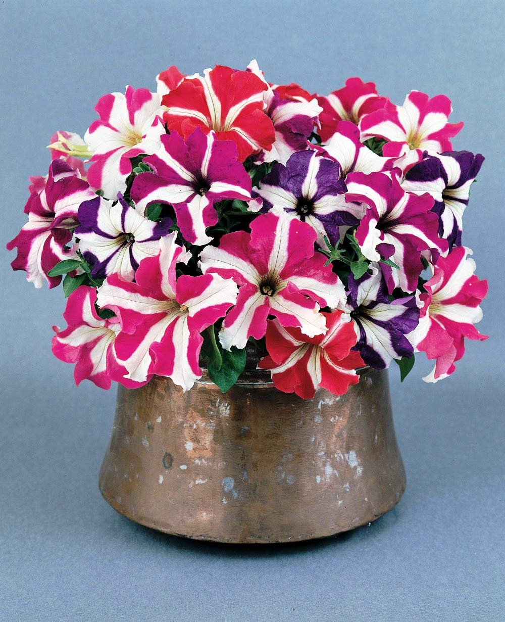 500 Petunia Starfall F1 Rainbow Mix Flower Seeds - Non-GMO, Heirloom, Indoor/Outdoor Annual Blooms for Garden Beds, Hanging Baskets & Container Planting
