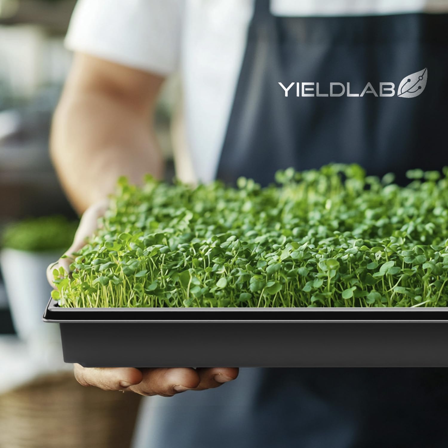 50 Pack 10x20 Inch Black Plastic Plant Propagation Trays - Seed Starting, Microgreens, Hydroponics & Gardening Supplies - No Drain Holes for Indoor/Outdoor Plant Growing & Greenhouse Use
