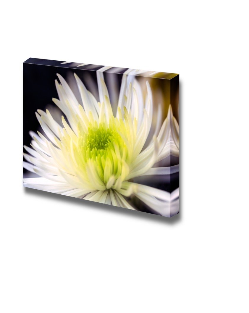 White Chrysanthemums Flower Canvas Print - 12x18 Inch Stretched Gallery Wrap Giclee Wall Art | Modern Home Decor for Living Room, Bedroom & Office | Ready to Hang Floral Painting for Housewarming Gift