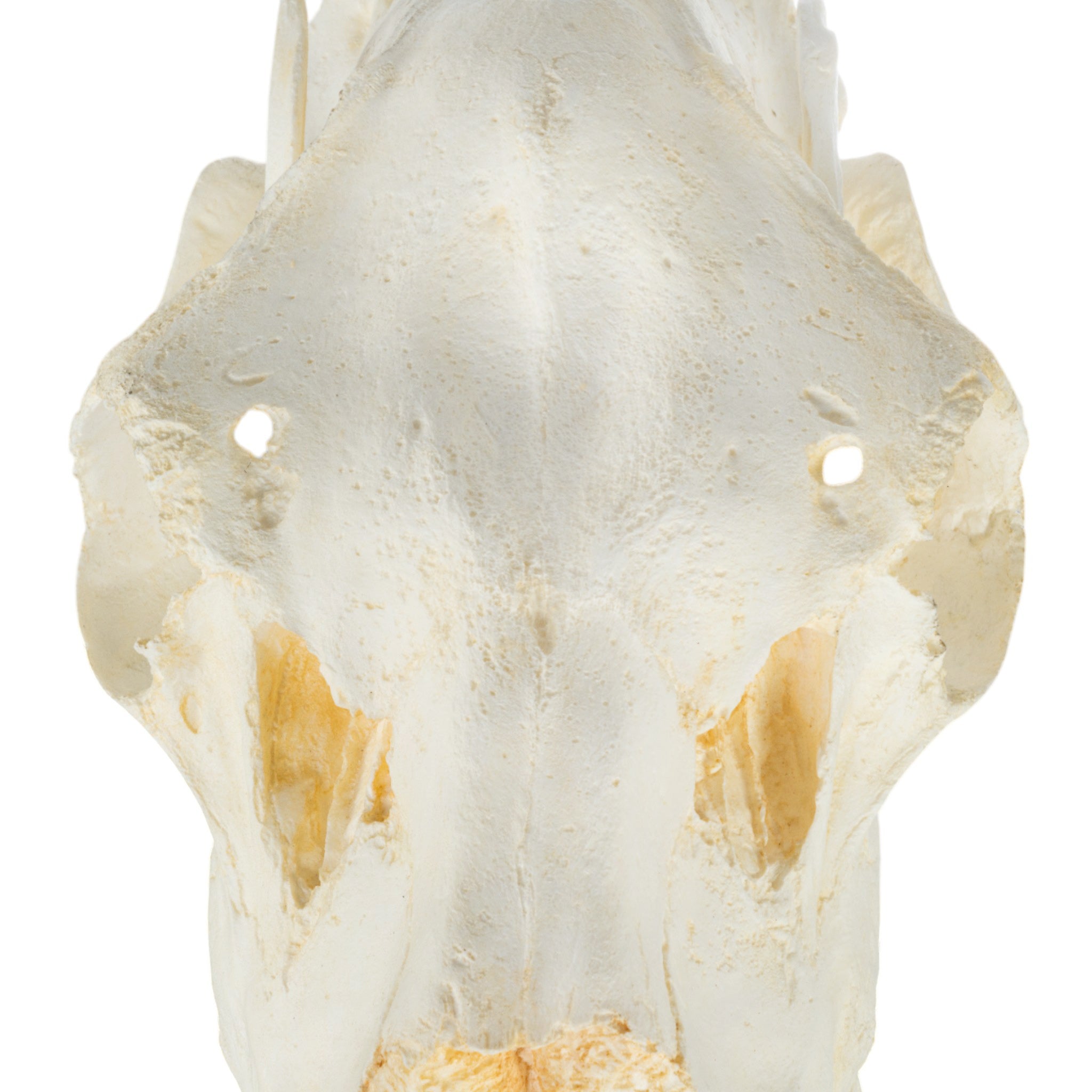Authentic Replica Female American Moose Skull - Lifelike Taxidermy Decor for Hunting Lodge, Cabin & Wilderness Themed Home Decor