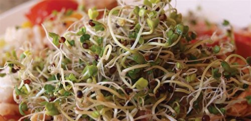 Organic Bulk Green Sprouting Calabrese Broccoli Seeds - 5 Lbs Non-GMO | High Germination Rate for Home Gardening, Microgreens & Commercial Farming | Perfect for Hydroponics, Indoor Planting & Healthy Eating