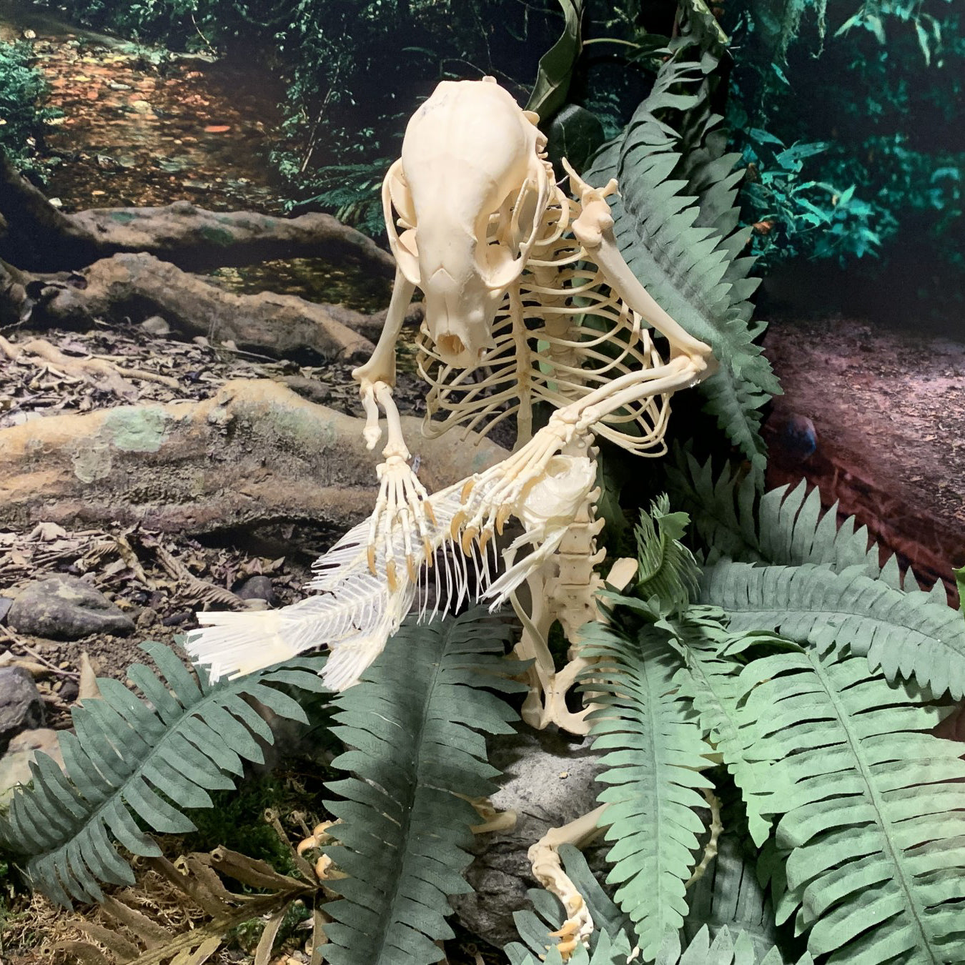 Articulated Real Raccoon and Fish Skeletons - Taxidermy Specimens for Science Education, Oddity Collections & Gothic Decor