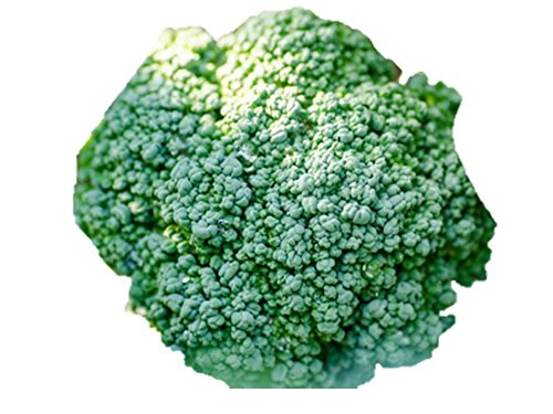 Broccoli De Cicco Seeds - 2 LB Bulk Pack (288K Seeds) | Non-GMO Microgreens & Garden Planting | Perfect for Home Gardening, Urban Farming & Healthy Eating
