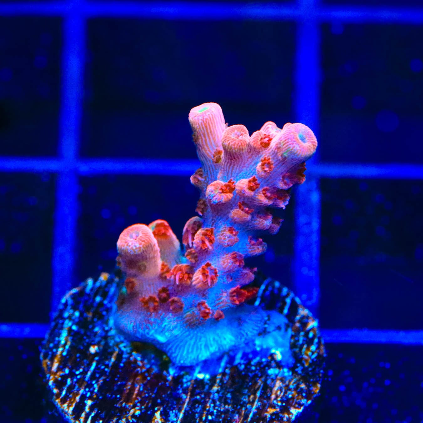 Premium CB Maleficent Acropora Coral for Saltwater Aquariums - Vibrant Purple SPS Coral for Reef Tanks & Marine Aquascaping