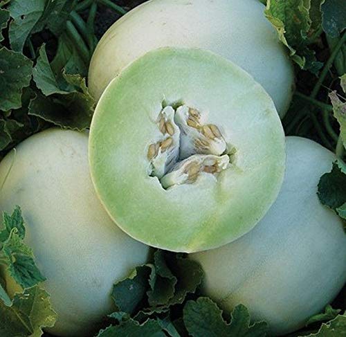 Honey Dew Green Flesh Melon Seeds - Sweet Lime-Green Flesh, Extra Juicy (25 Seeds) | Perfect for Home Gardening, Fresh Salads & Healthy Snacks