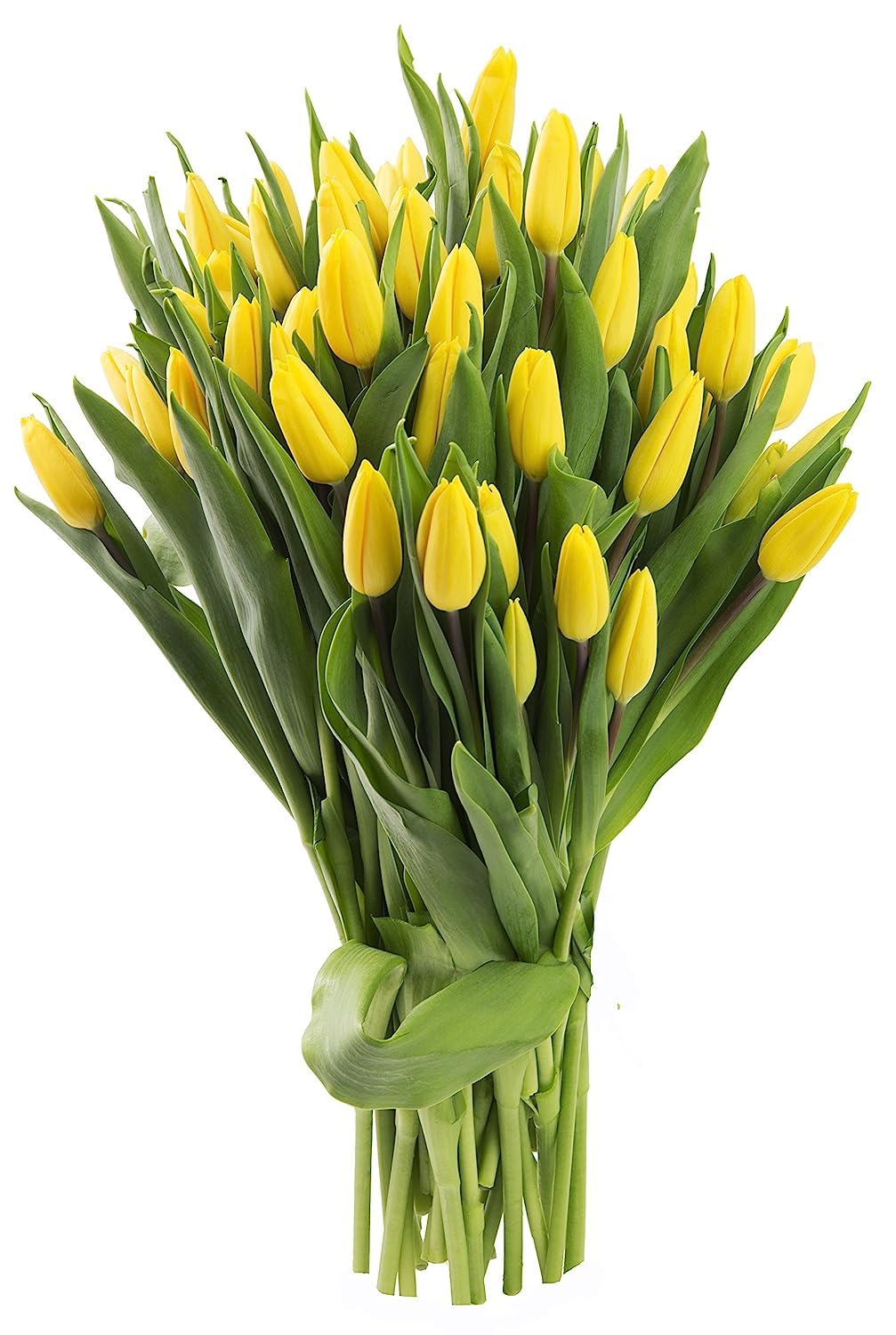 Fresh Yellow Tulip Bouquet - 30 Stems Premium Cut Flowers from KaBloom Collection | Perfect for Weddings, Home Decor & Birthday Gifts