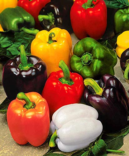 Non-GMO Heirloom Rainbow Sweet Bell Pepper Seeds for Planting - Colorful Mix for Home Gardens, Greenhouses & Urban Farming