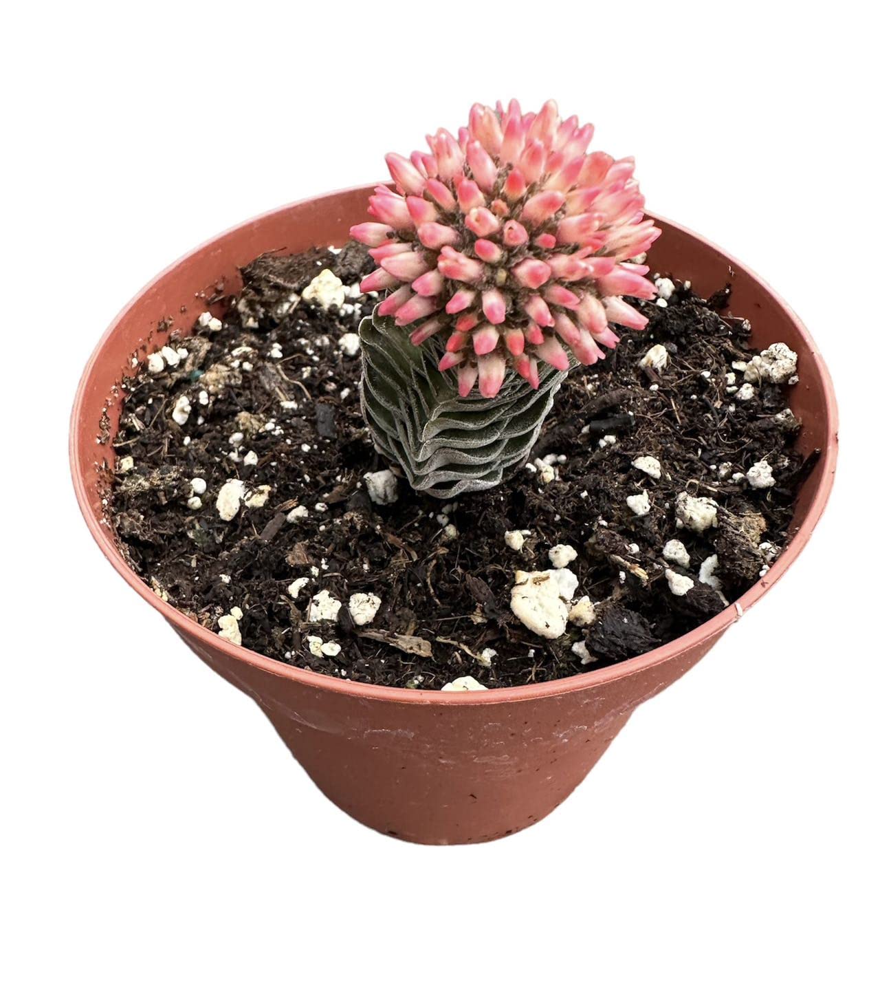 Live Succulent Plants - Crassula Buddha Temple in 4 Inch Pot | Perfect for Home Decor, Office Desk & Indoor Gardening