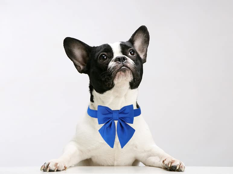 Adjustable Breakaway Dog Collar with Bow Tie - Maca Bates Solid Color Blue Collar with Golden Metal Buckle for Small Medium Large XL Dogs | Perfect for Birthday Gifts, Pet Fashion & Special Occasions