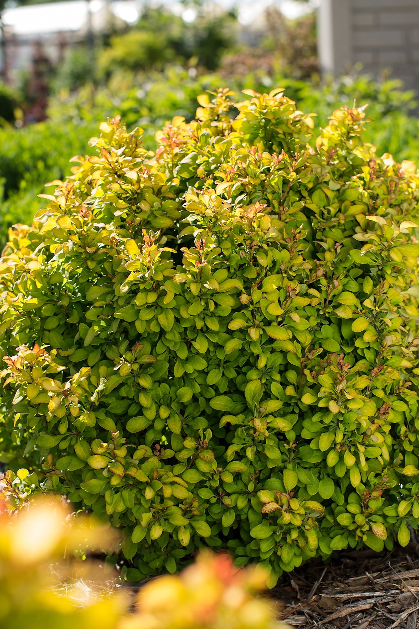 Limoncello Japanese Barberry (Berberis thunbergii) #2 - Vibrant Yellow Hedge Plant for Landscaping & Garden Borders