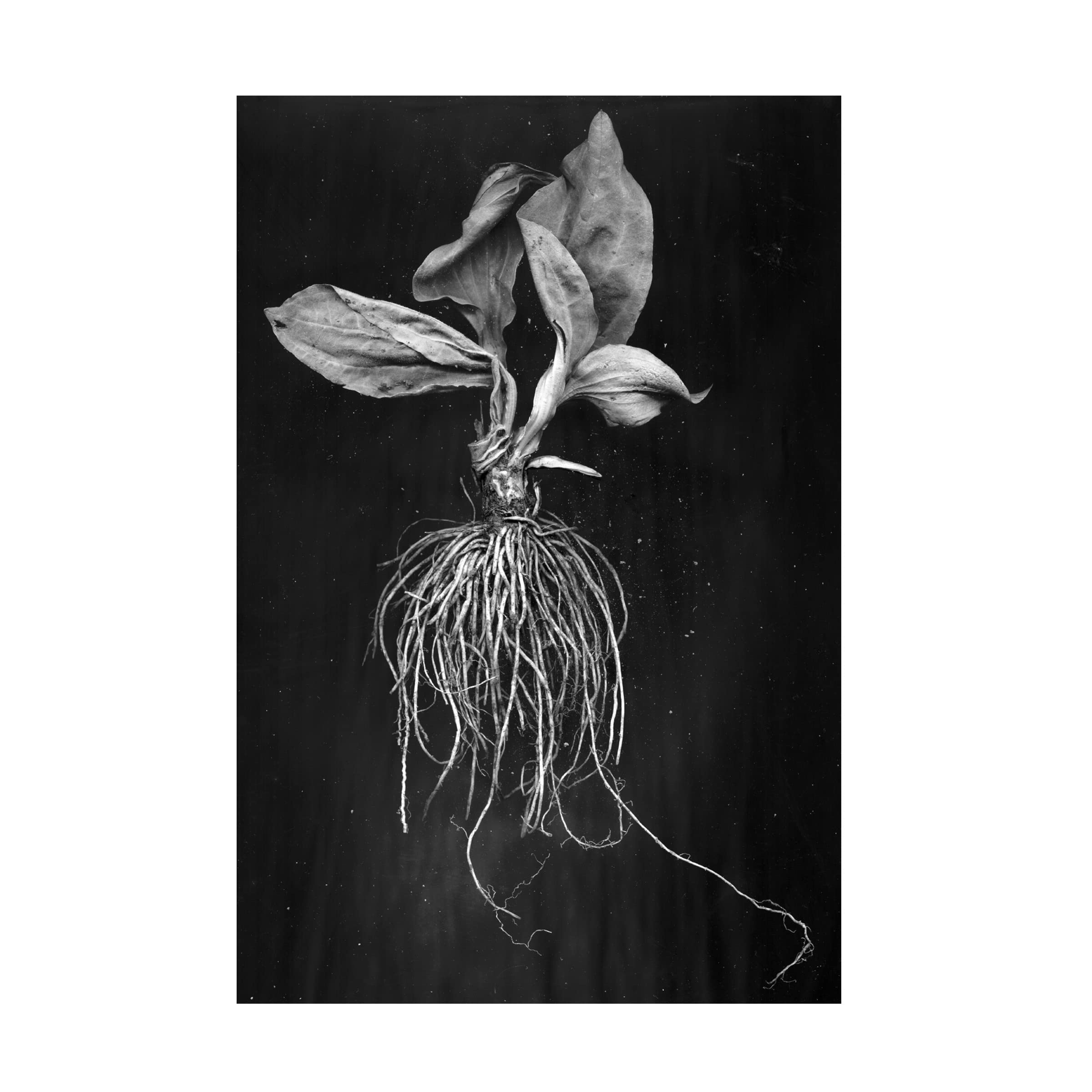 Trademark Fine Art 'Plantain' Canvas Wall Art by Brig Barkow - Modern Botanical Painting for Living Room, Bedroom & Office Decor