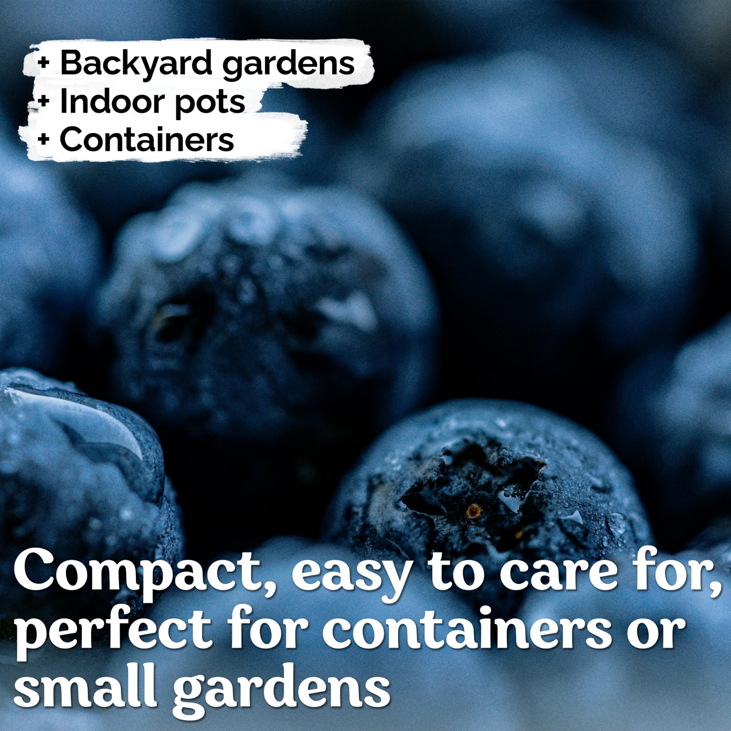 KVITER 100 Organic Non-GMO Blueberry Seeds (Vaccinium Angustifolium) – Sweet Dwarf Lowbush Heirloom Fruit Seeds for Indoor & Outdoor Gardening – Perfect for Fresh Berries, Smoothies, and Homegrown Snacks