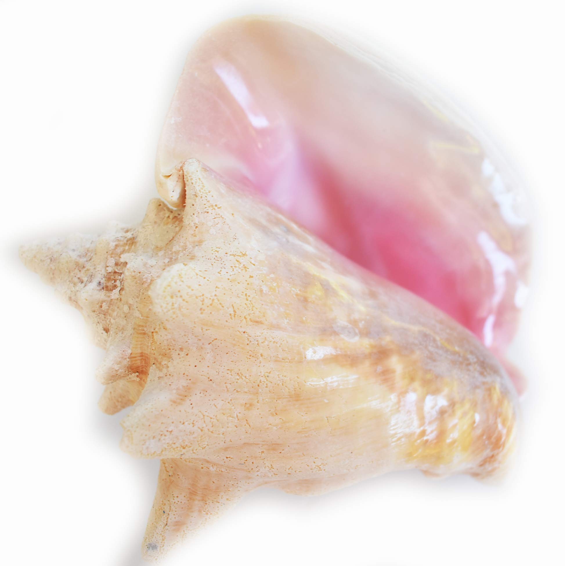Large Pink Queen Conch Shell 6-7
