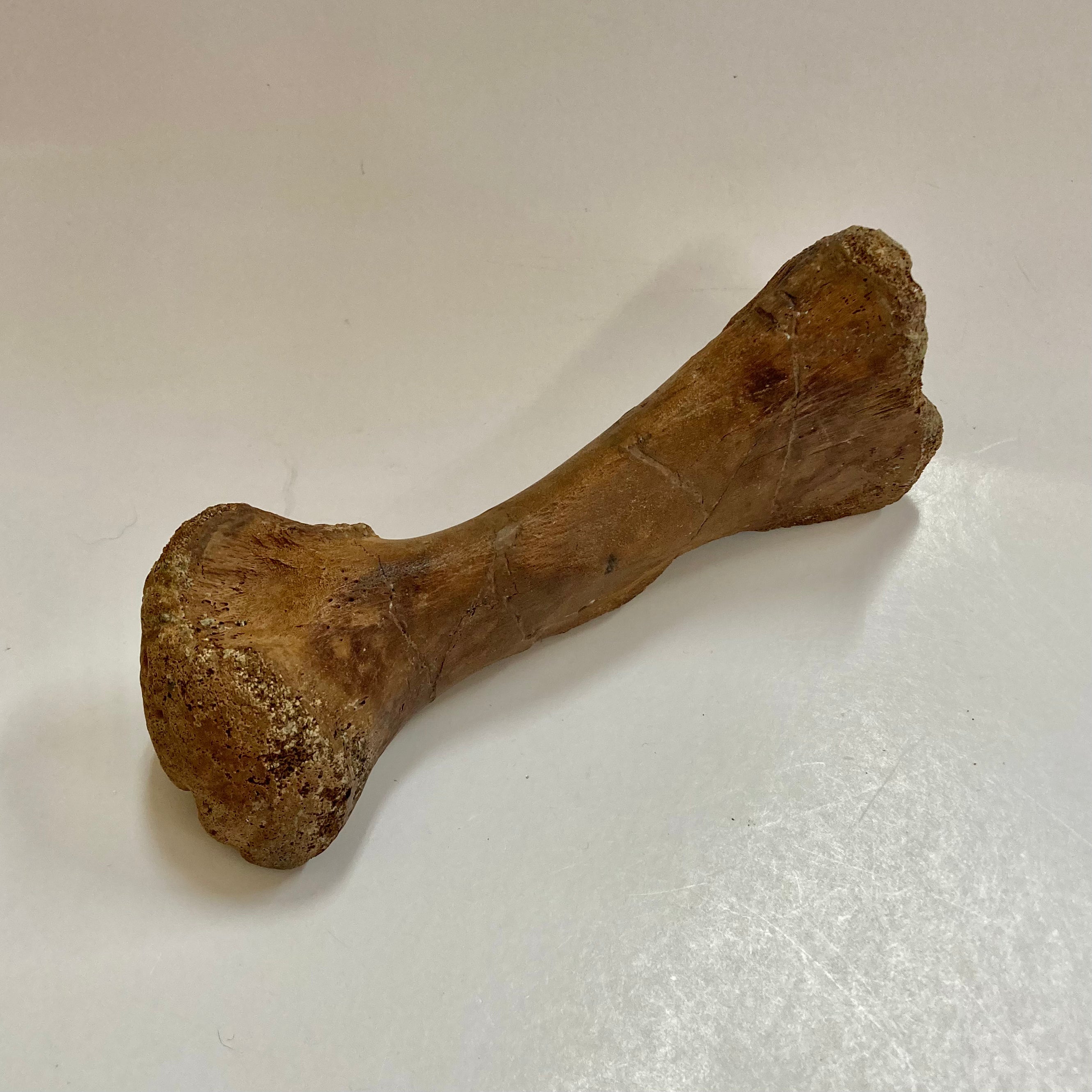 Authentic Thescelosaurus Metatarsal Toe Bone Fossil - Rare Dinosaur Relic for Collectors & Paleontology Enthusiasts | Perfect for Museum Displays, Educational Projects & Home Decor
