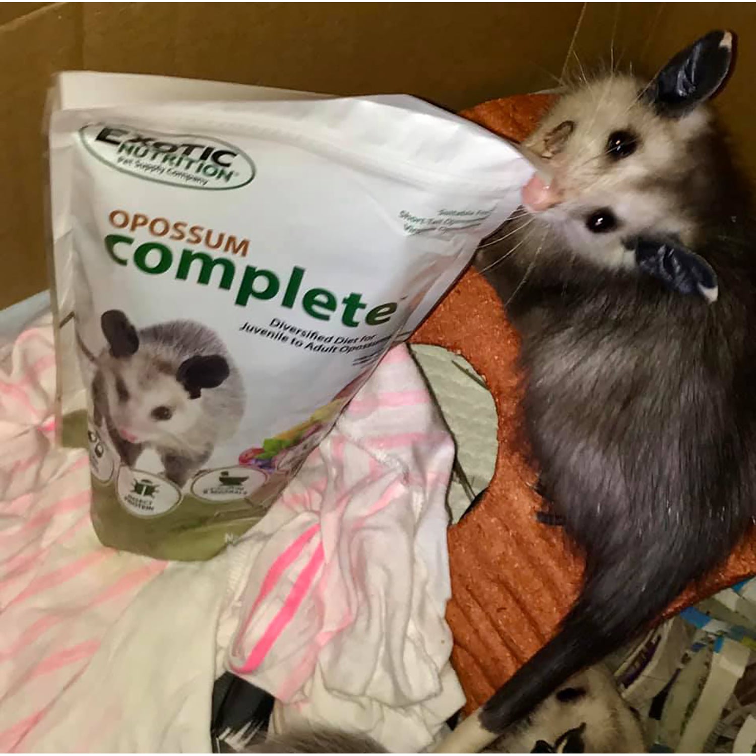 Premium Opossum Complete Food - High Protein & Nutrient-Rich Diet for Pet Opossums - Ideal for Captive Opossum Care & Wildlife Rehabilitation