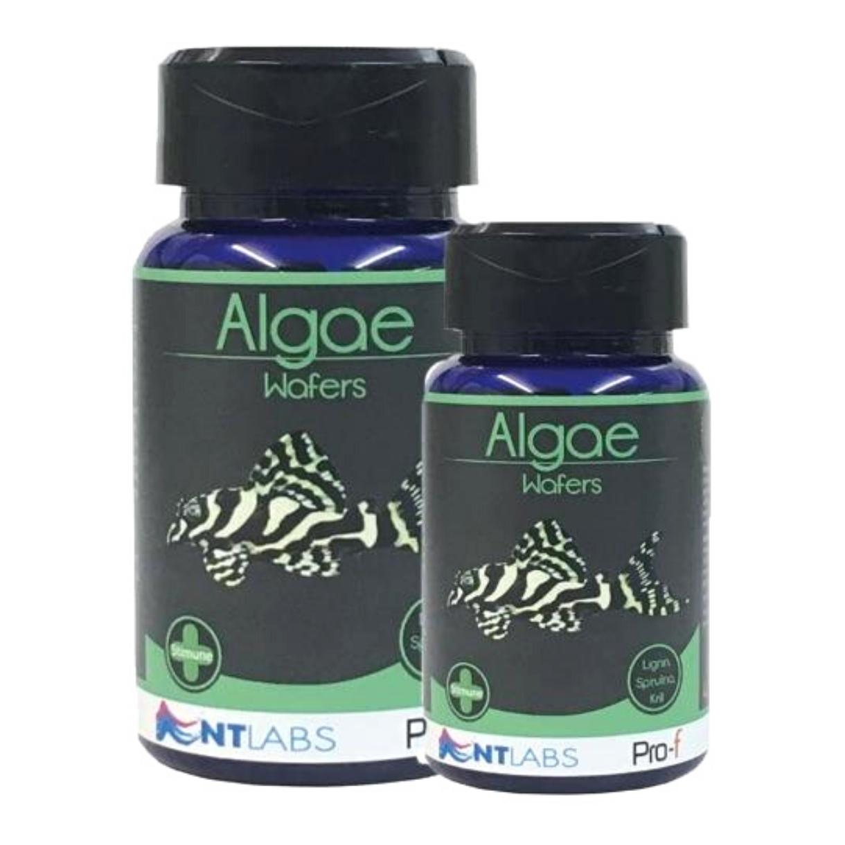 NT LABS Professional Algae Wafers for Fish - High Protein Food with Lignin for Wood-Eating Fish | Ideal for Plecos, Catfish & Bottom Feeders in Aquariums