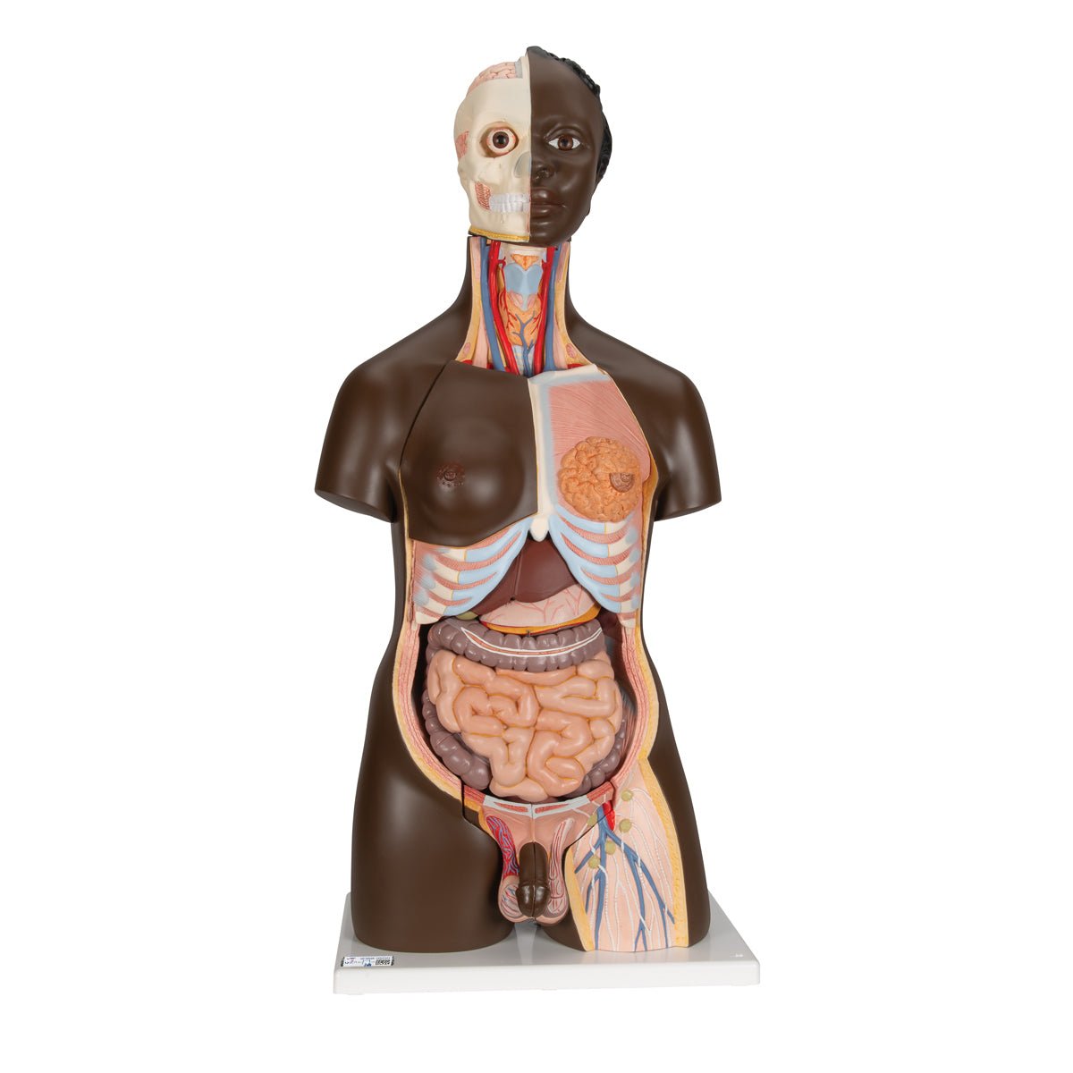 Premium Dual-Gender African Torso Anatomy Model - 24-Part Detachable Human Body Structure for Medical Students & Educators | Perfect for Classroom Demonstrations & Anatomy Studies