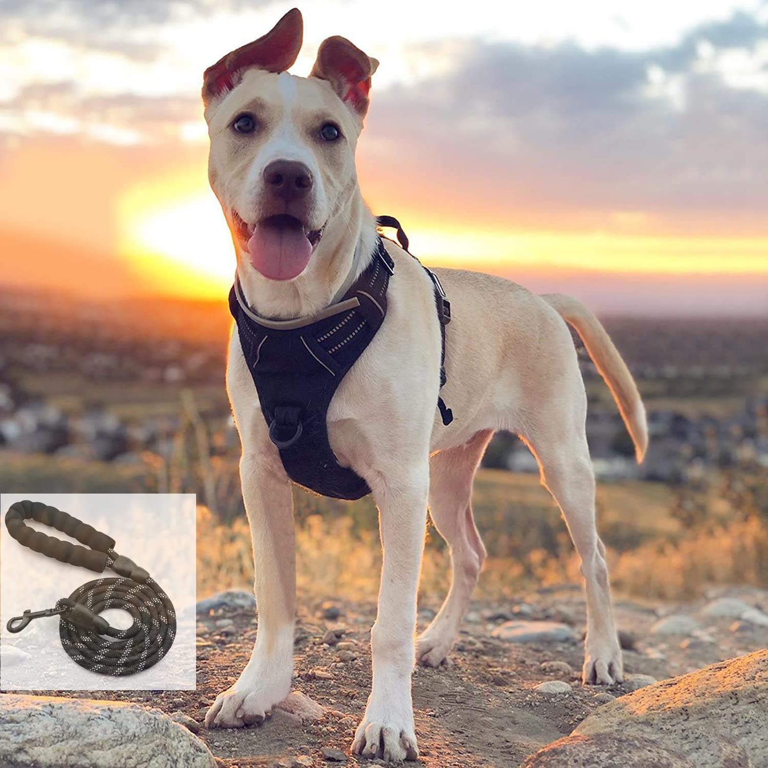 No-Pull Dog Harness with 2 Leash Clips - Adjustable Soft Padded Vest for Small Dogs - Reflective Oxford Pet Harness with Control Handle (Black, Small) - Perfect for Walking, Training & Outdoor Adventures