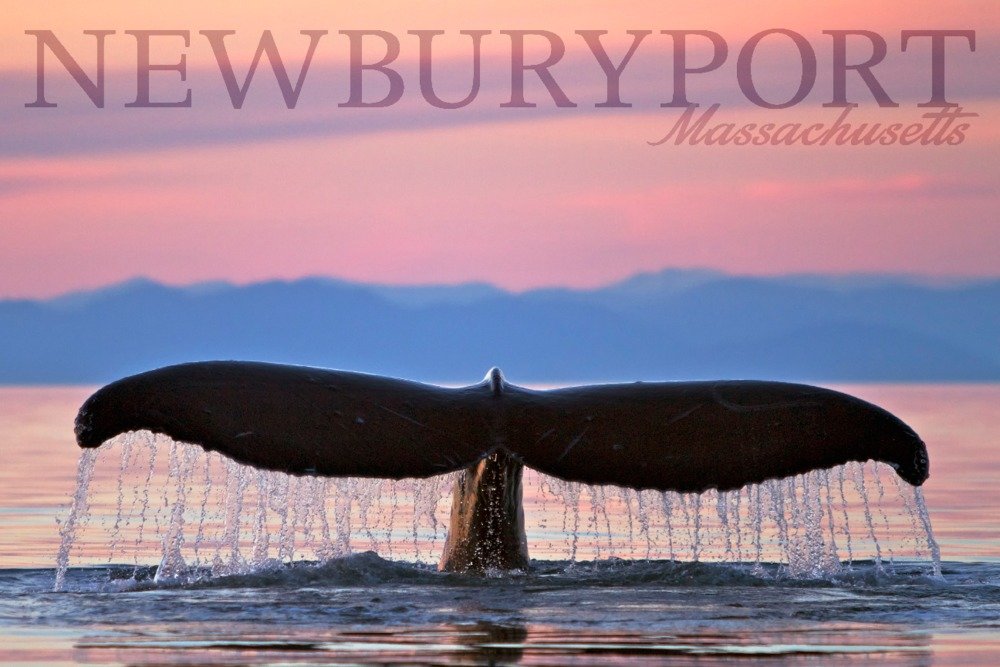 Humpback Whale and Sunset Metal Wall Art - 16x24 Gallery Quality Aluminum Decor for Home & Office | Coastal Newburyport Massachusetts Inspired