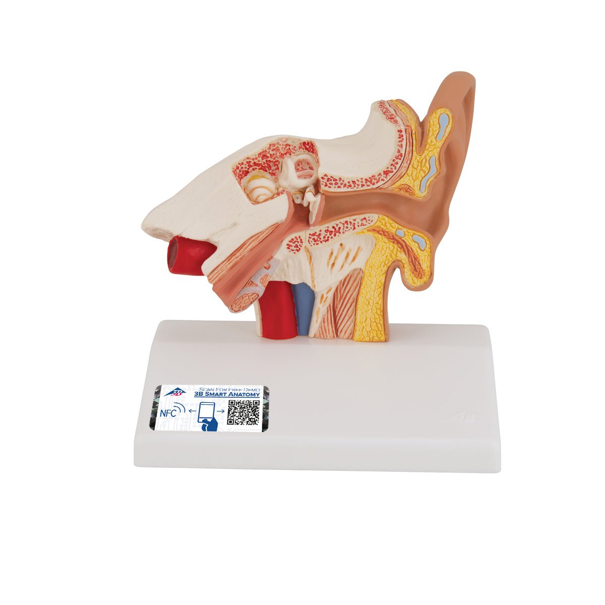 1.5x Life Size Human Ear Anatomy Model - Detailed Desktop Display for Medical Students & Science Education | Perfect for Classrooms, Labs & Study