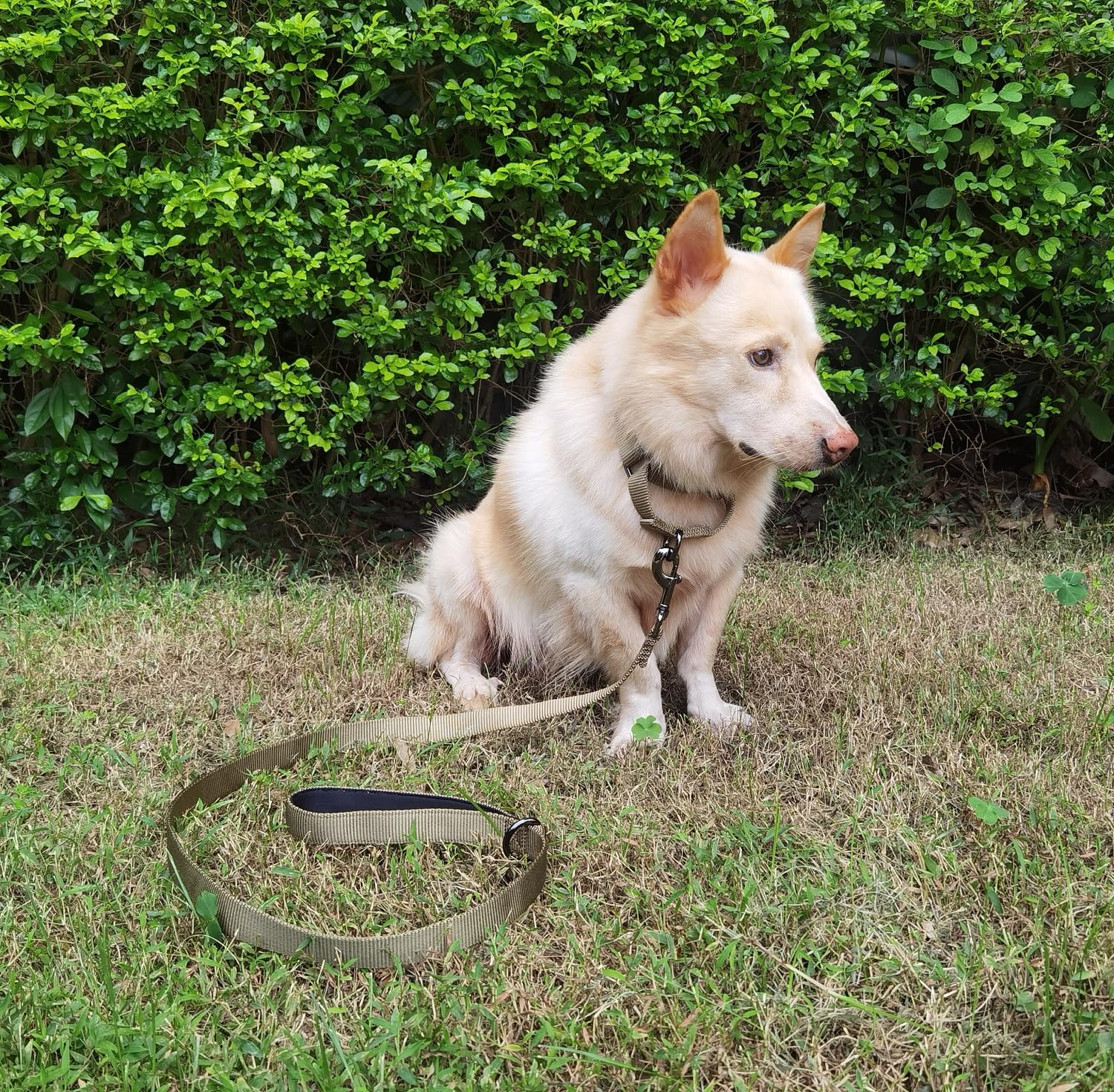 Premium Adjustable Nylon Martingale Dog Collar - No Escape Design for Small Dogs | Comfortable & Durable for Daily Walks, Training | Military Green | Small Size | Perfect for Outdoor Adventures & Obedience Classes