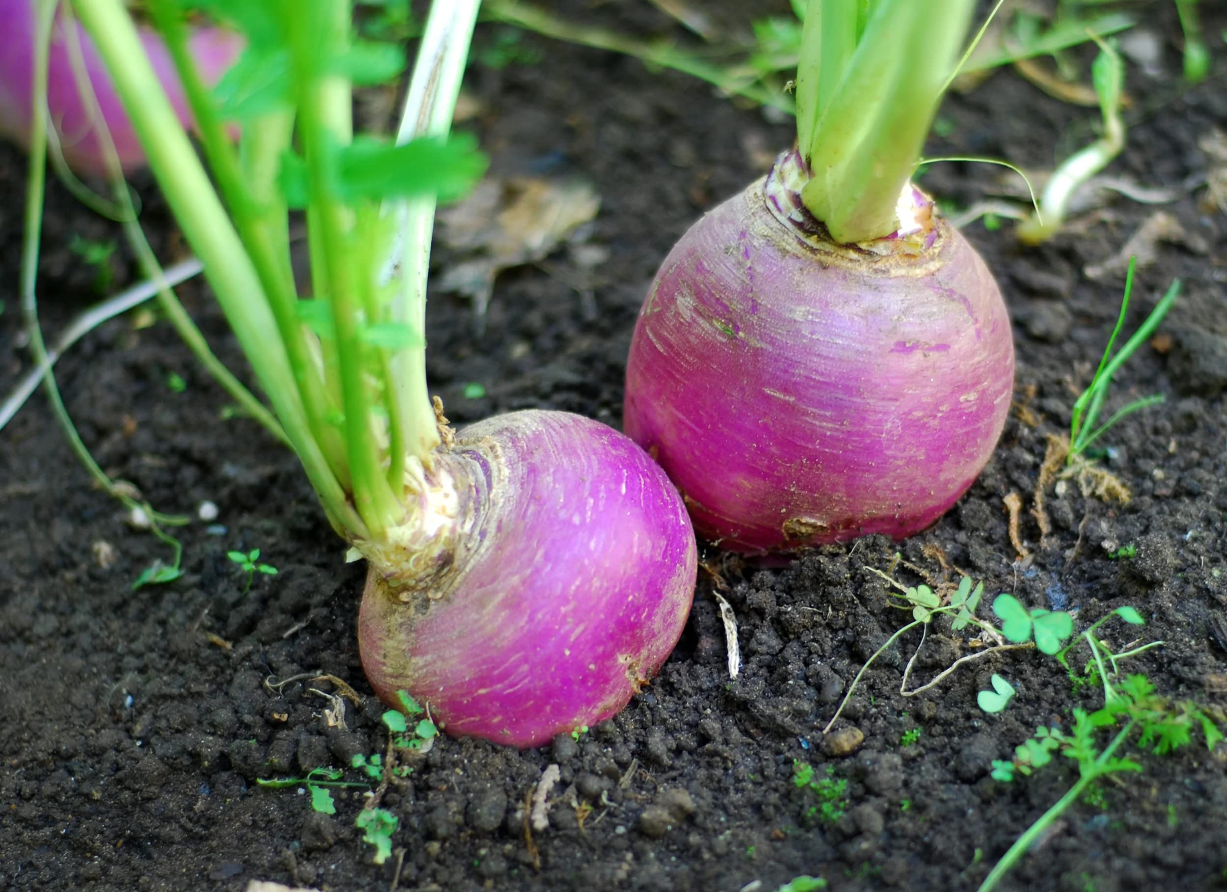 Purple Top White Globe Turnip Seeds - 10 lbs Bulk Package | Hancock Seed Co. | Non-GMO, High Yield Vegetable Seeds for Home Garden & Farming | Perfect for Fall Planting, Root Crops & Sustainable Agriculture
