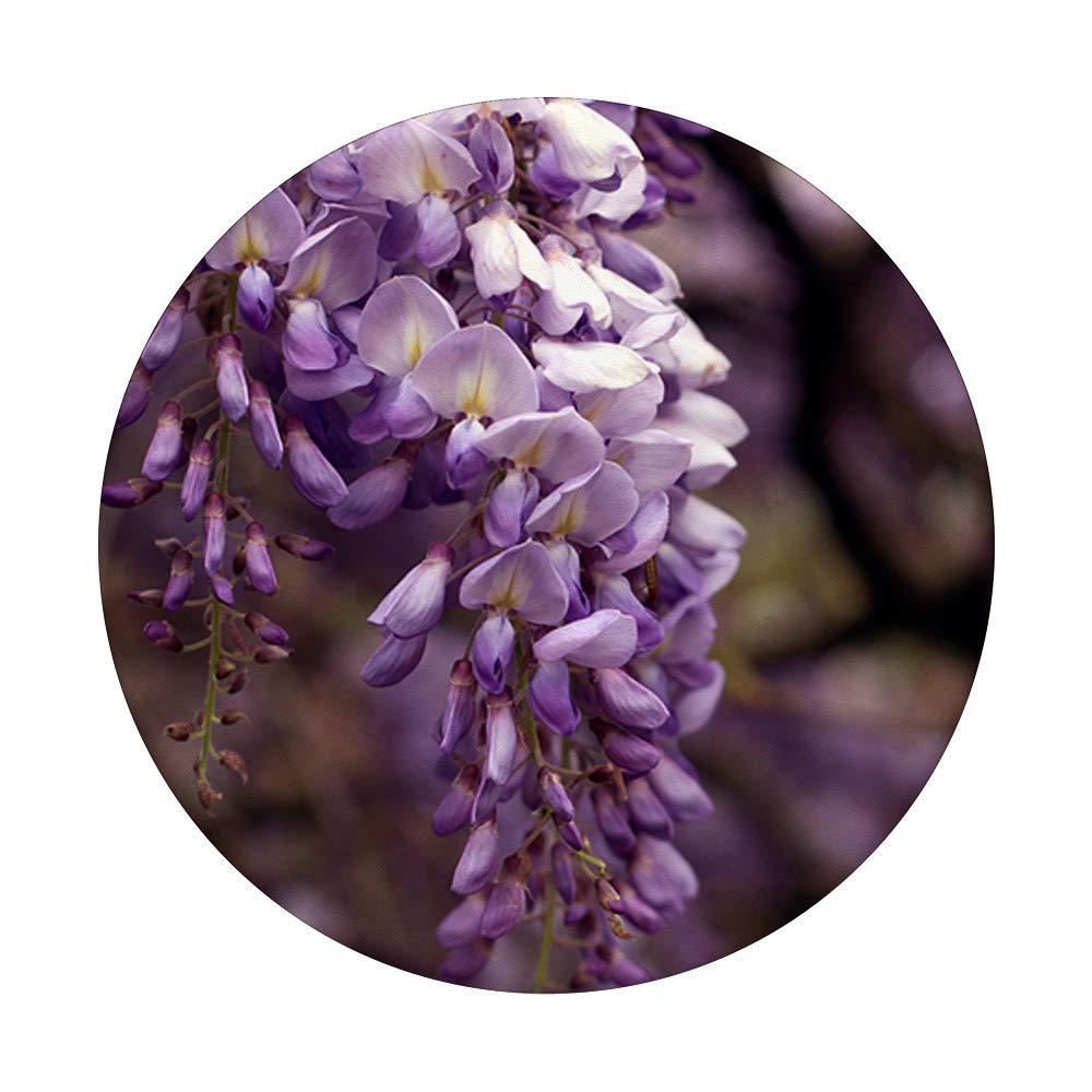 Beautiful Purple Wisteria Trailing Flowers - Long Vine Hanging Plants for Garden, Trellis & Wedding Decor