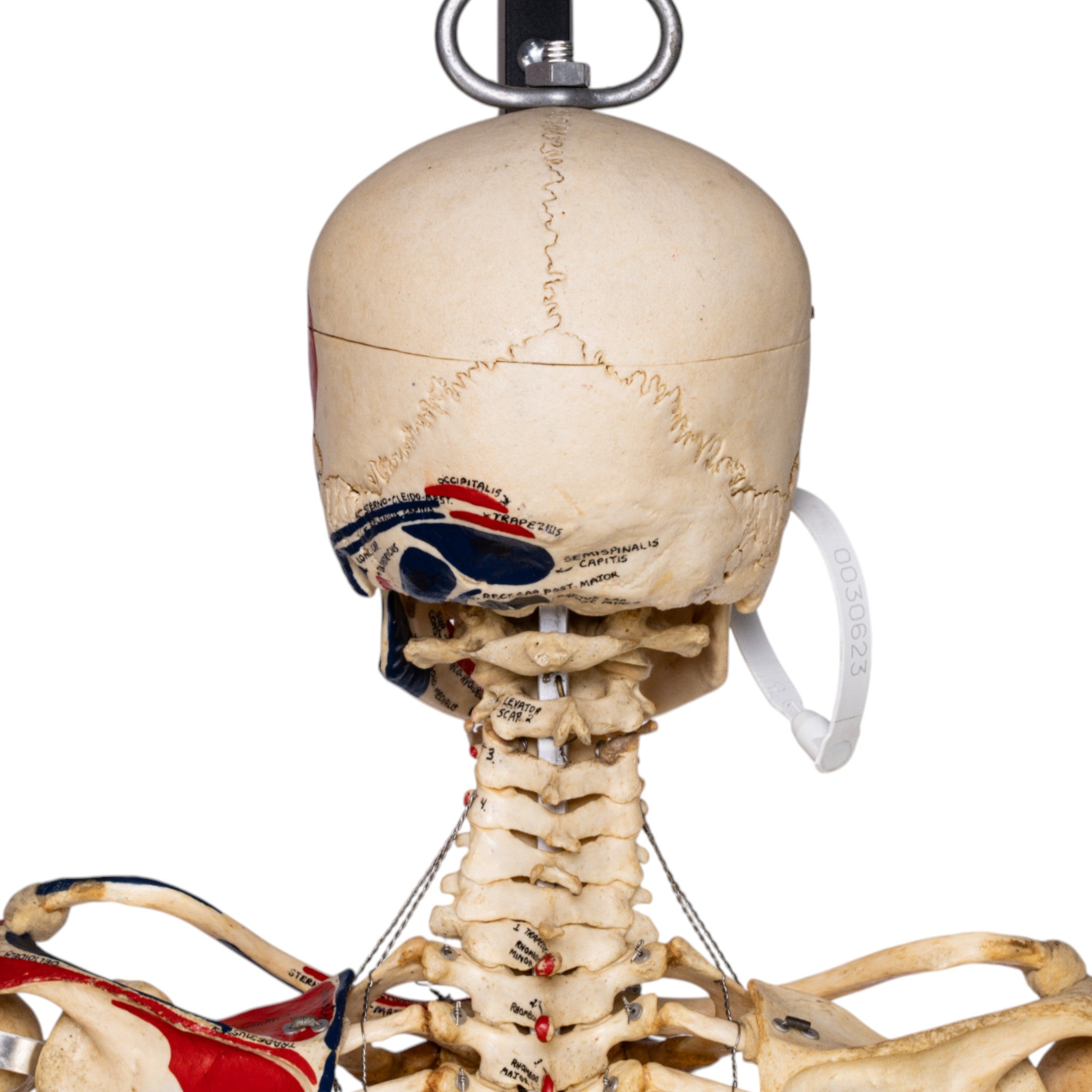Articulated Real Human Skeleton Model - Medical Anatomy Educational Display for Doctors, Students & Halloween Decor