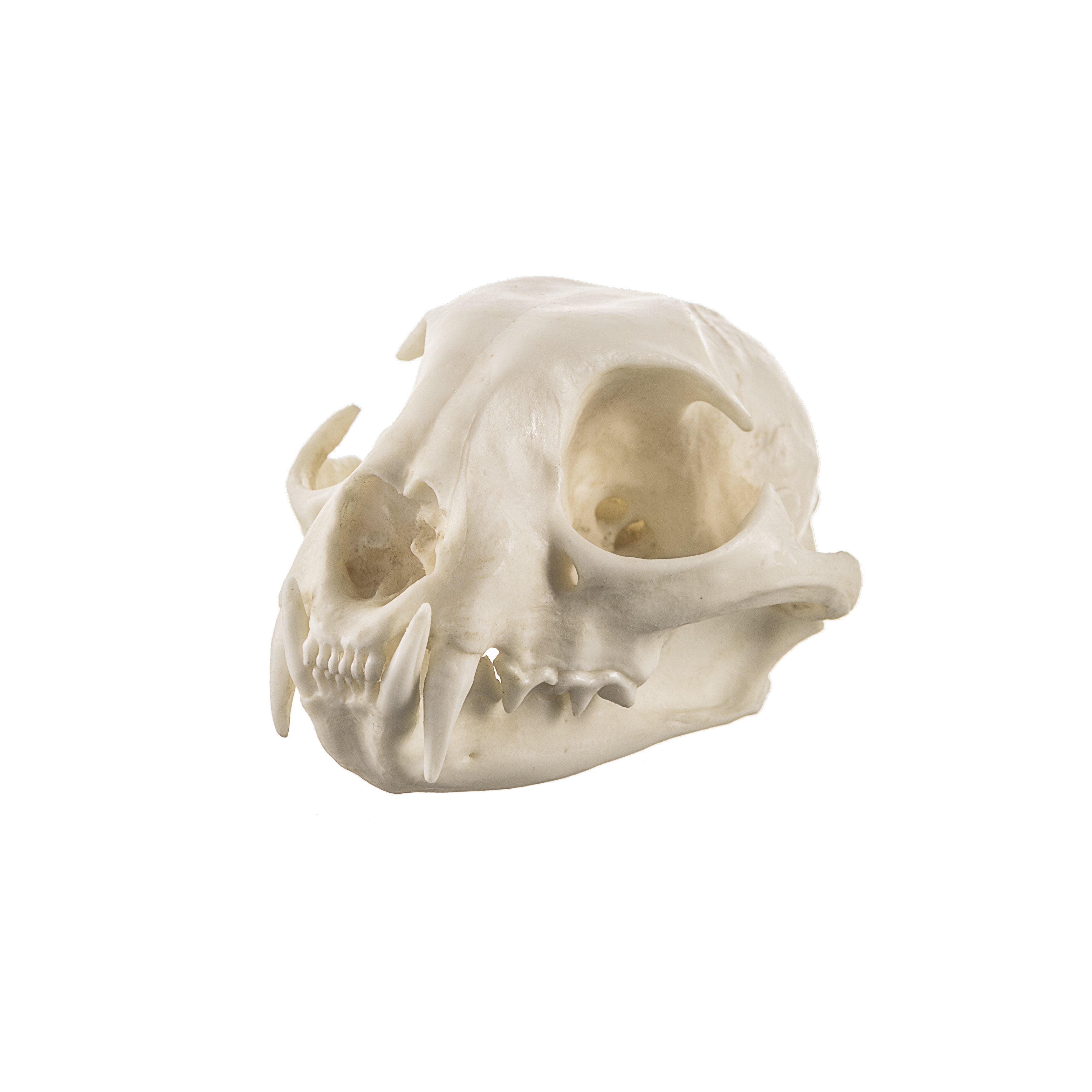 Authentic Replica Bobcat Skull - Lifelike Taxidermy Decoration for Home, Cabin, Hunting Lodge & Gothic Decor