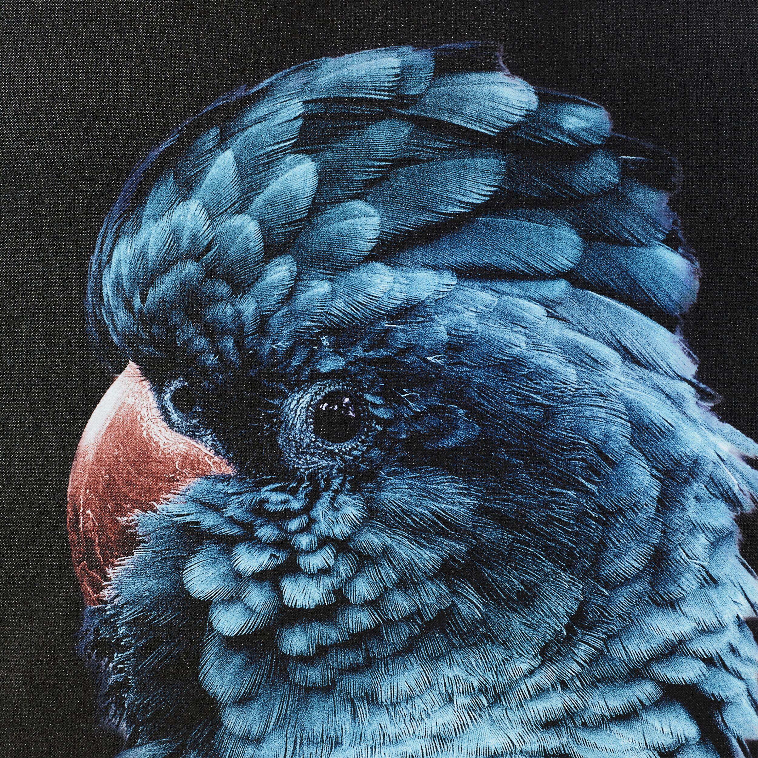 Blue Teal Charles Cockatoo Framed Print 120x80cm - Tropical Bird Wall Art for Living Room, Bedroom & Office Decor
